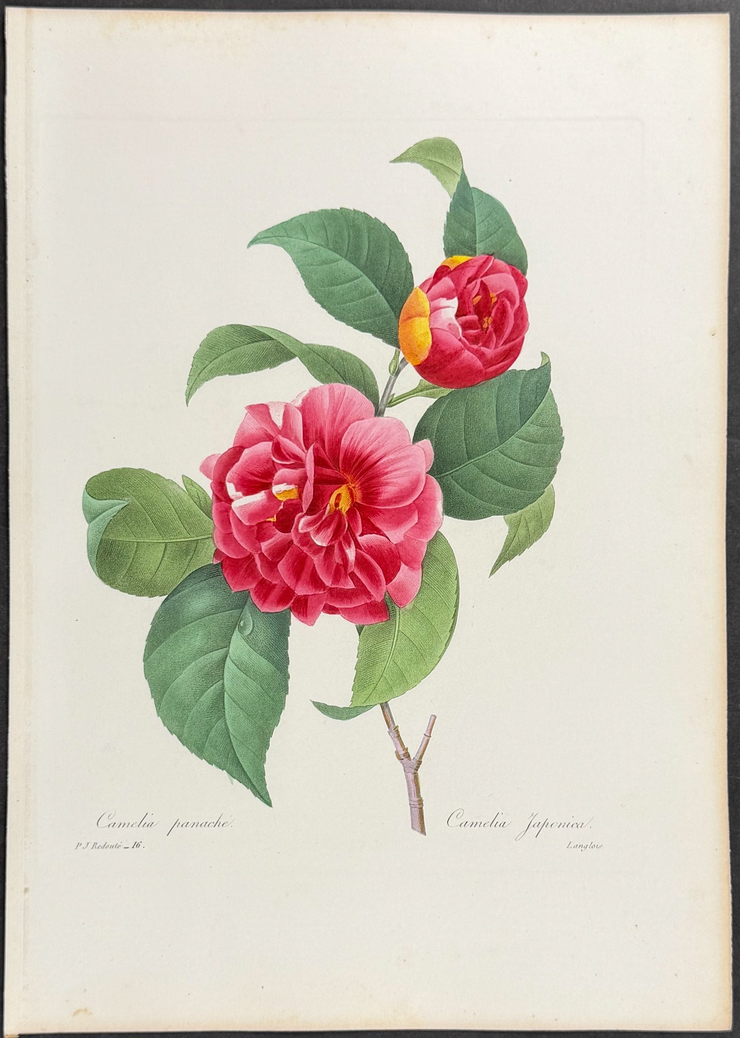 Plumed Camelia [Camelia japonica]