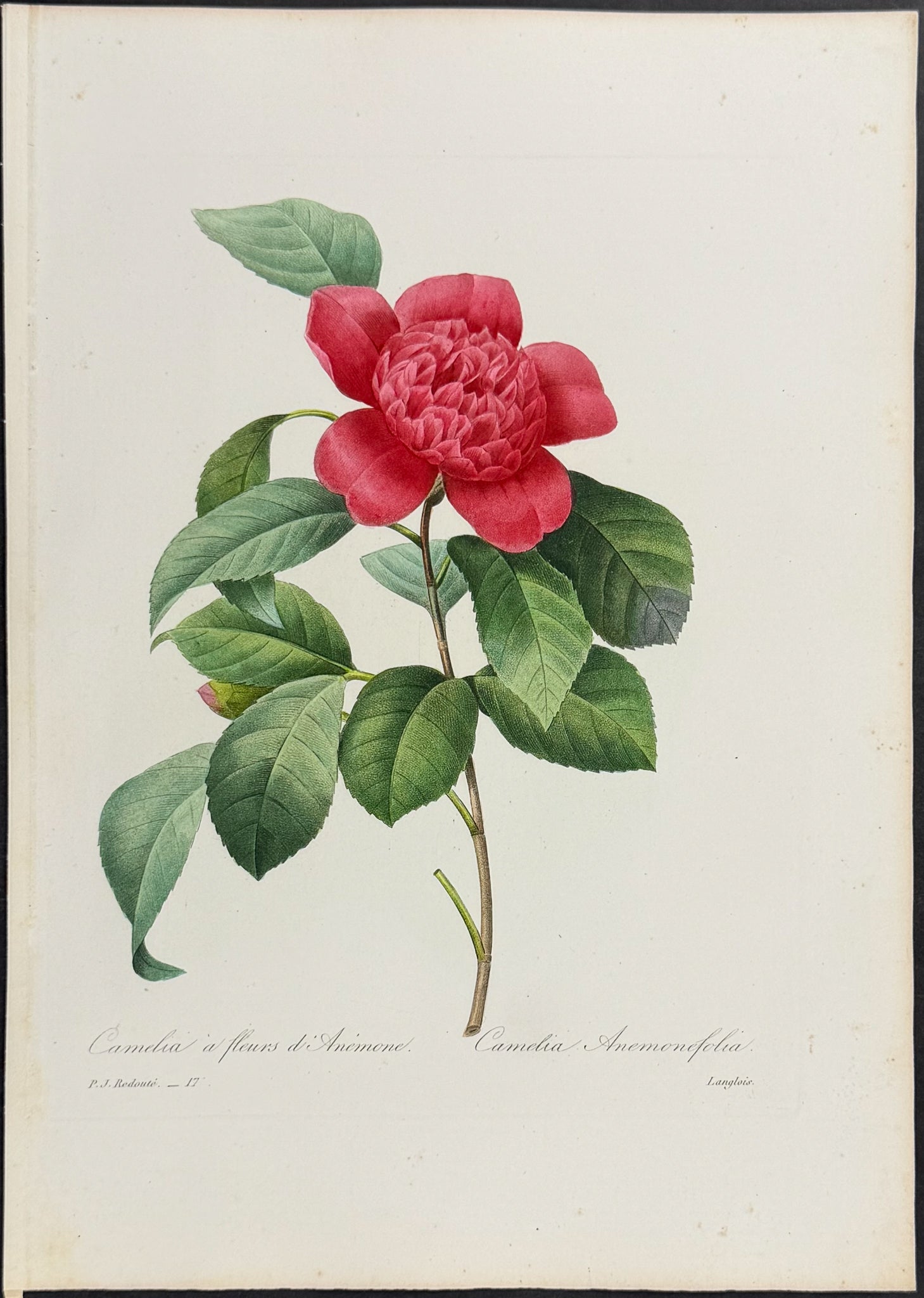 Camellia [Camelia Anemonefolia]