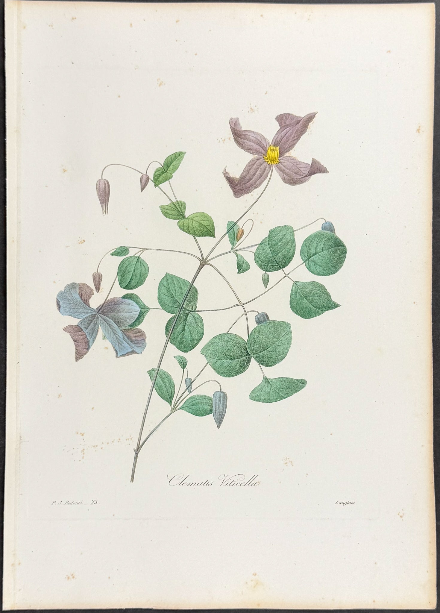 Italian Leather Flower [Clematis viticella]