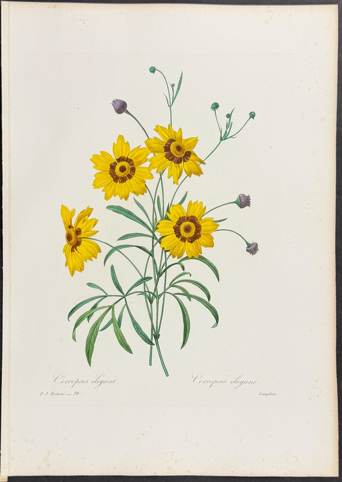Plains Coreopsis [Coreopsis elegans]