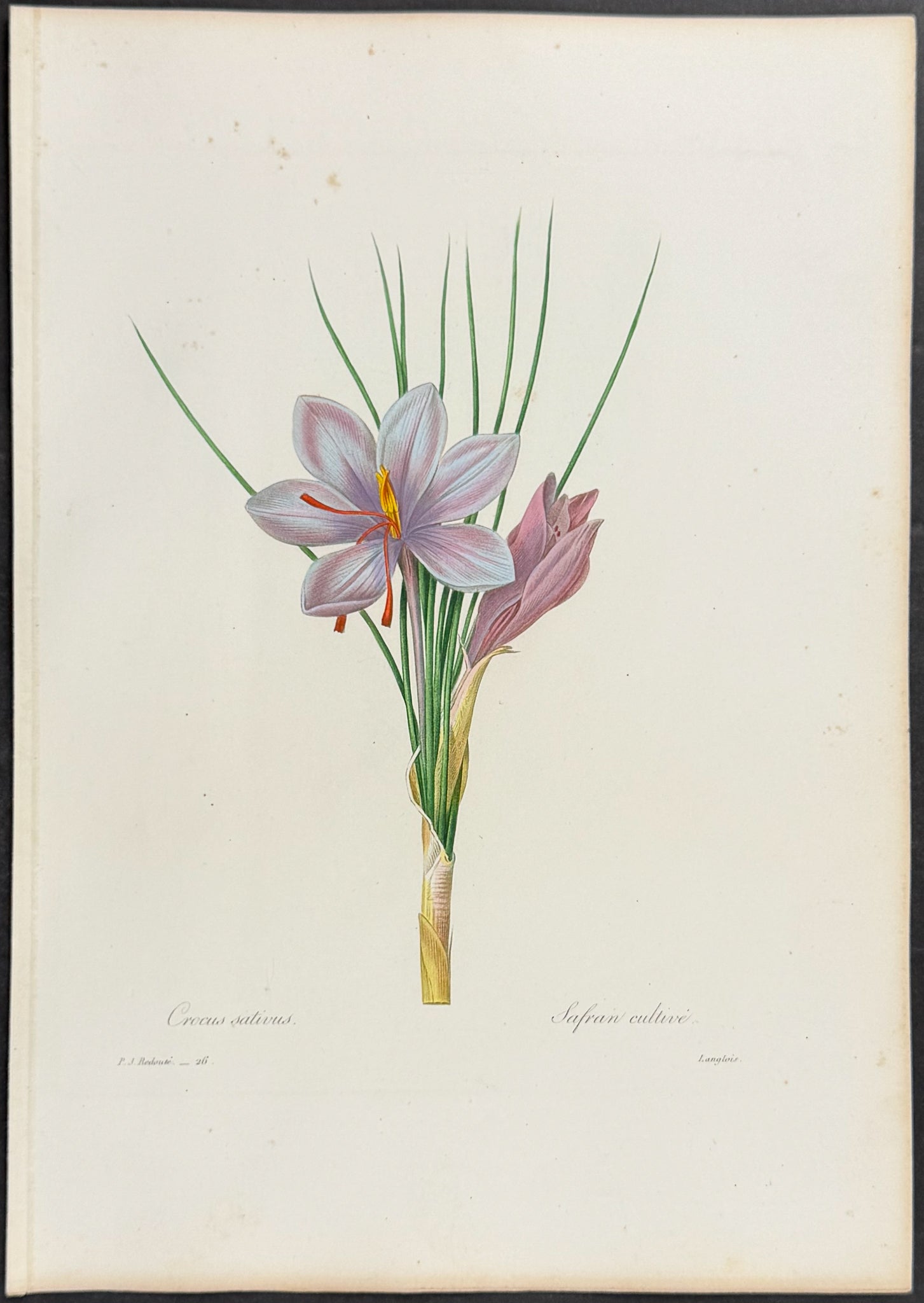Saffron [Crocus sativus]