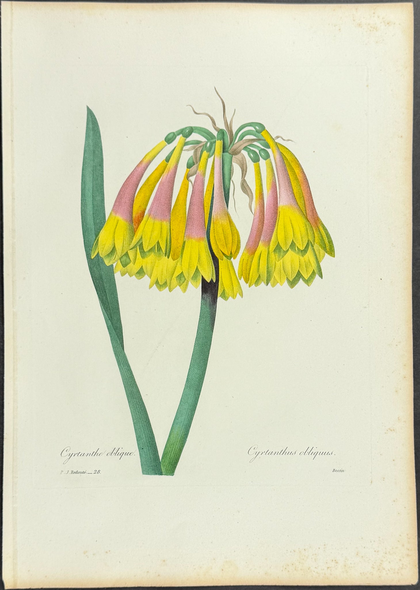 Knysna Lily [Cyrtanthus obliquus]