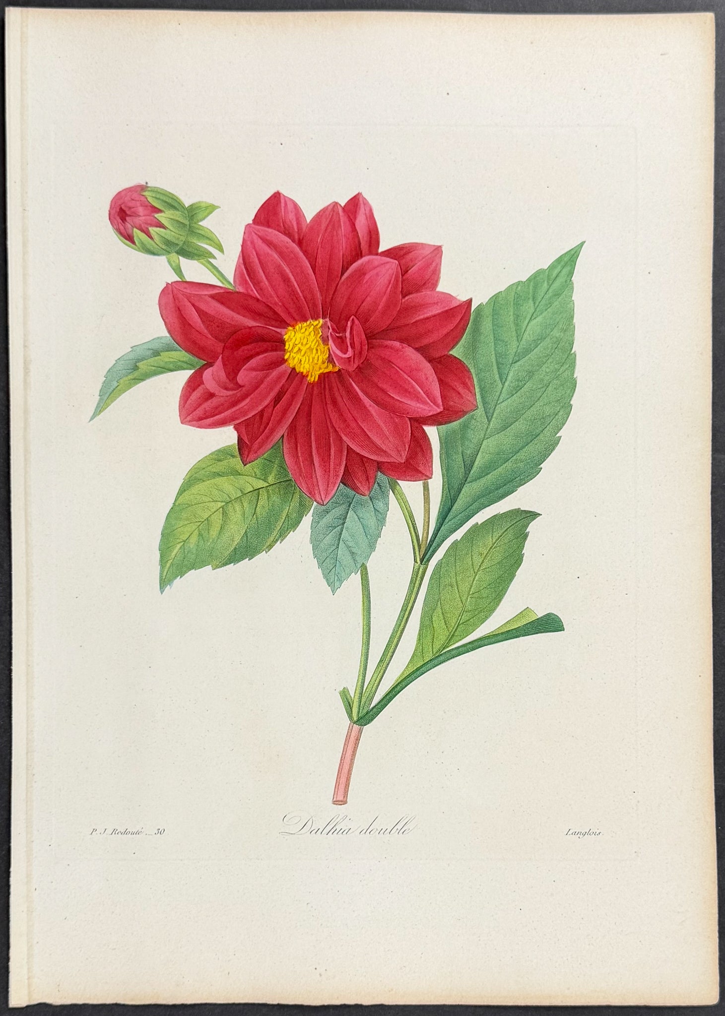 Dahlia