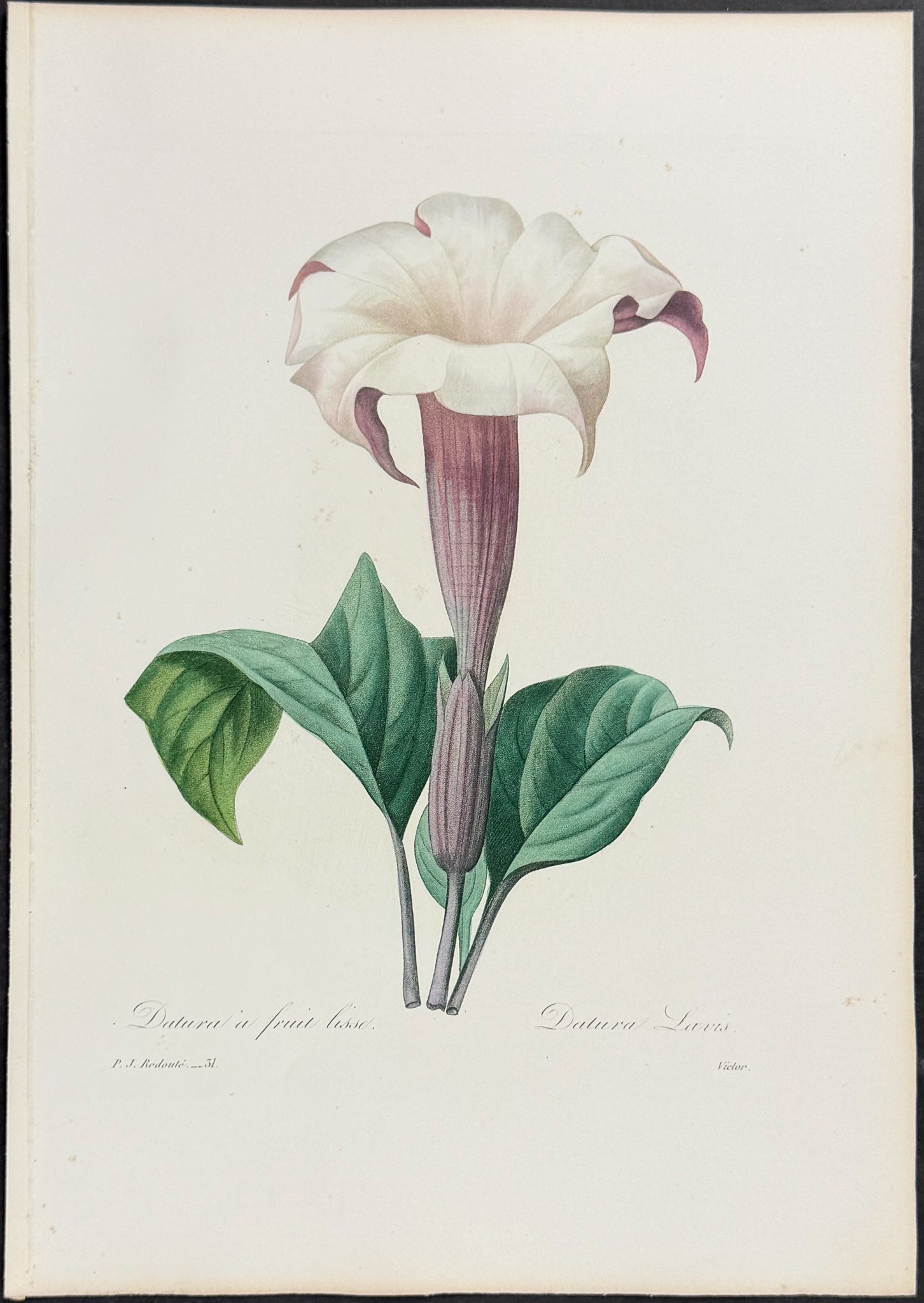 Thornapple [Datura lavis]