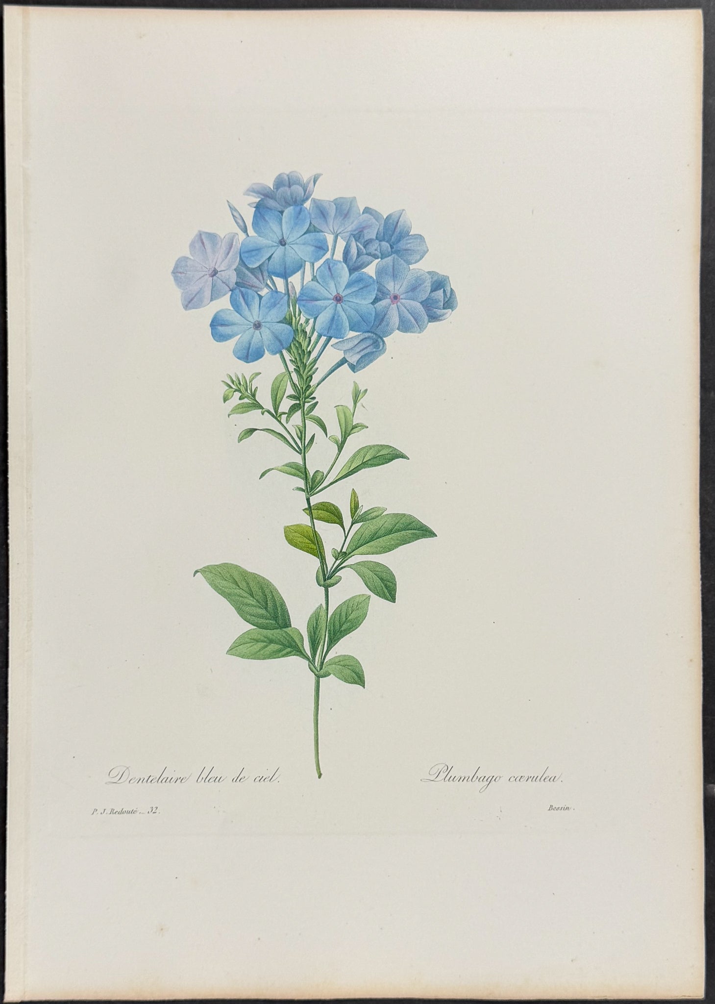 Plumbago [Plumbago caerulea]