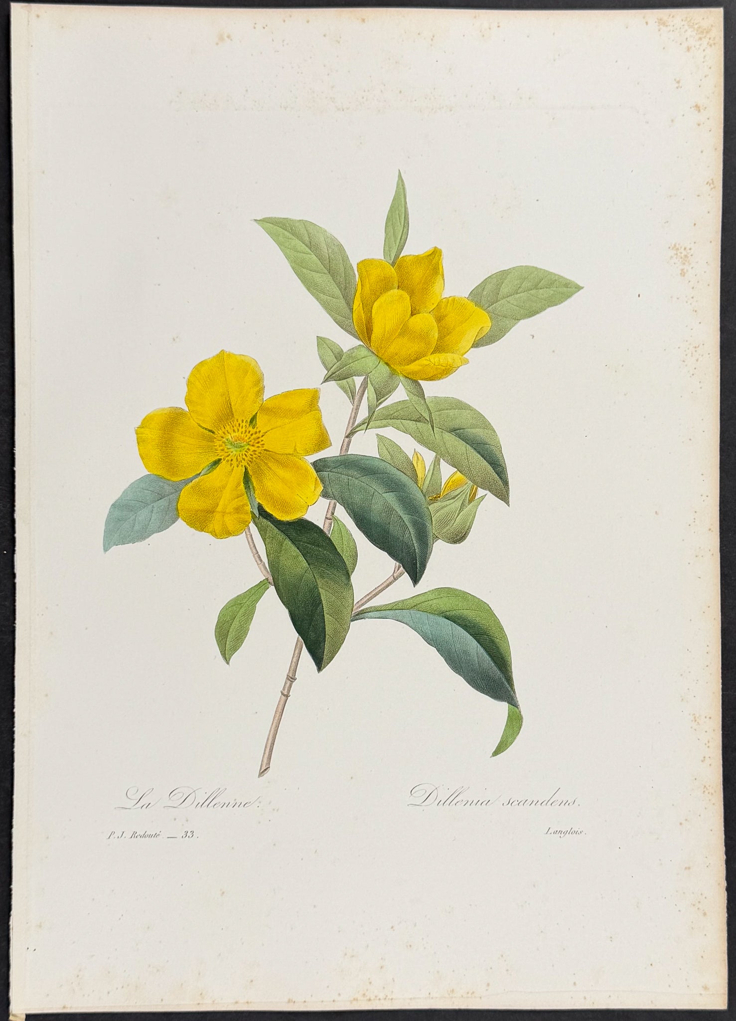 Snake Vine [Dillenia scandens]