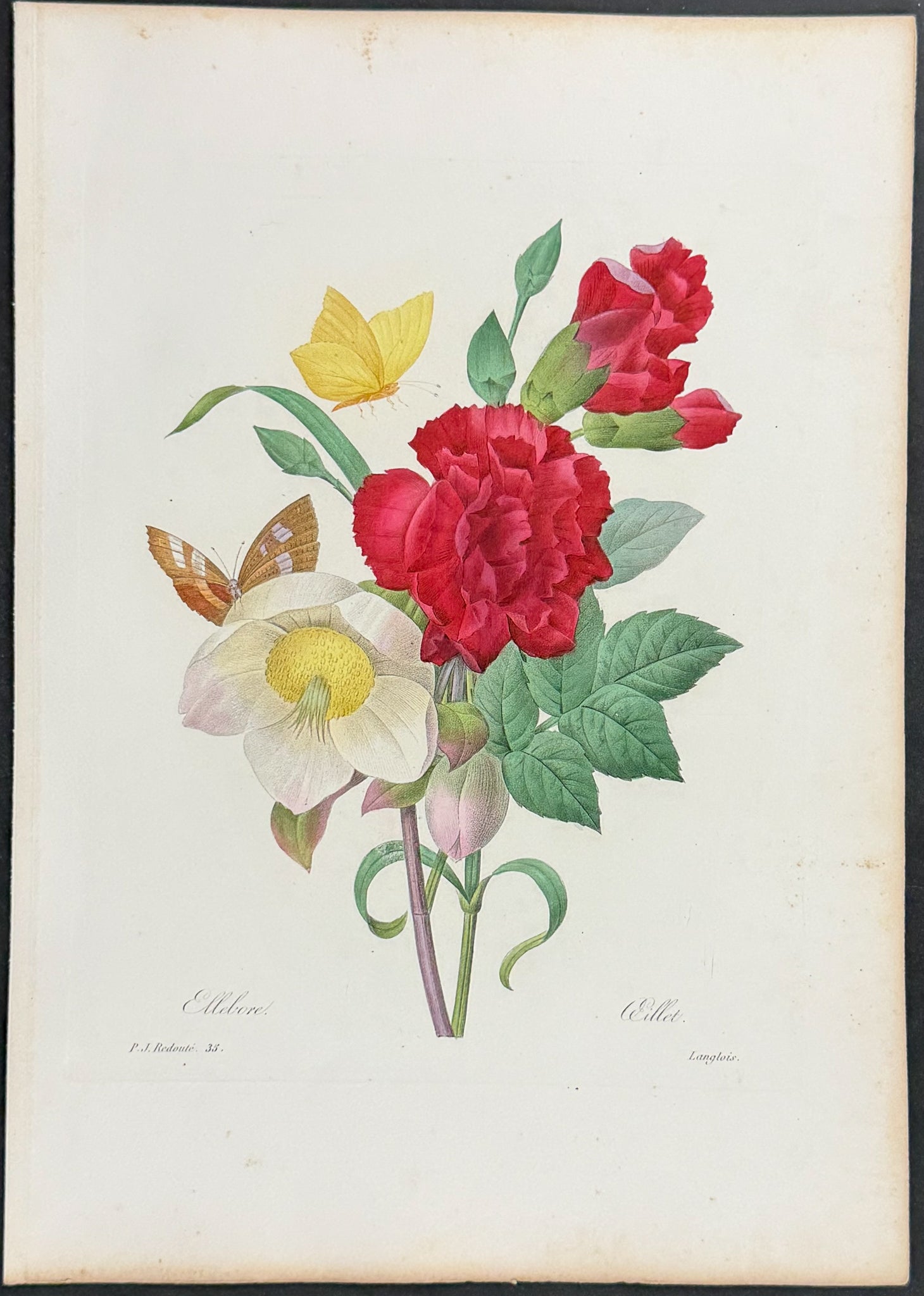Carnation