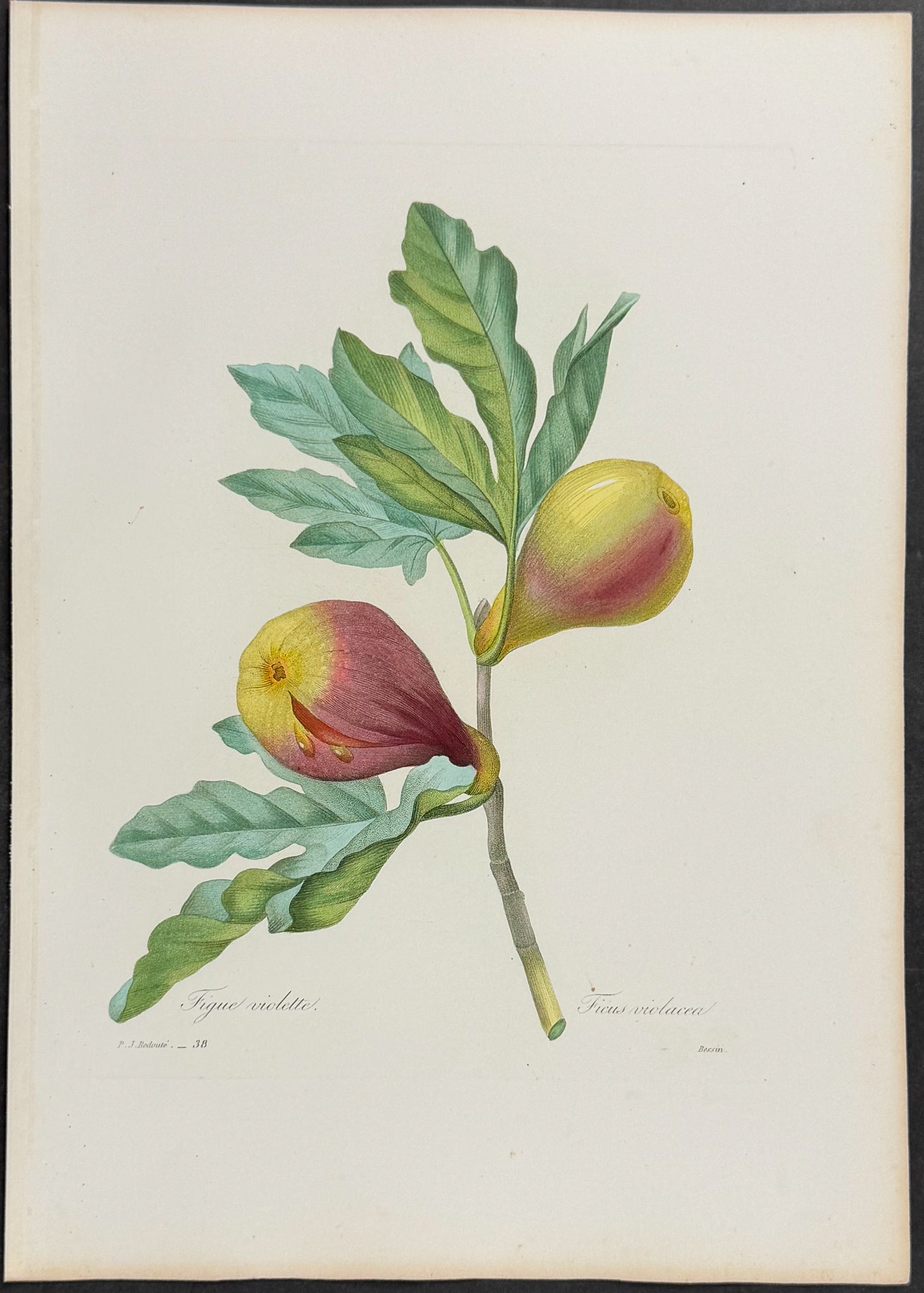 Purple Fig [Ficus violacea]