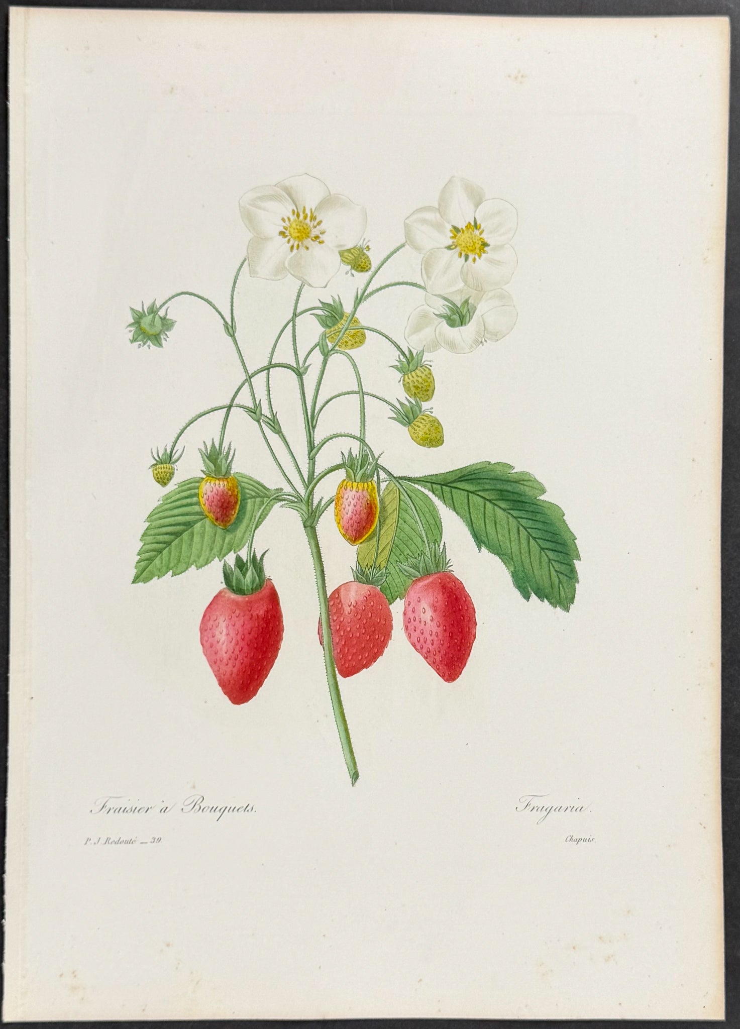 Strawberry Plant [Fragaria]