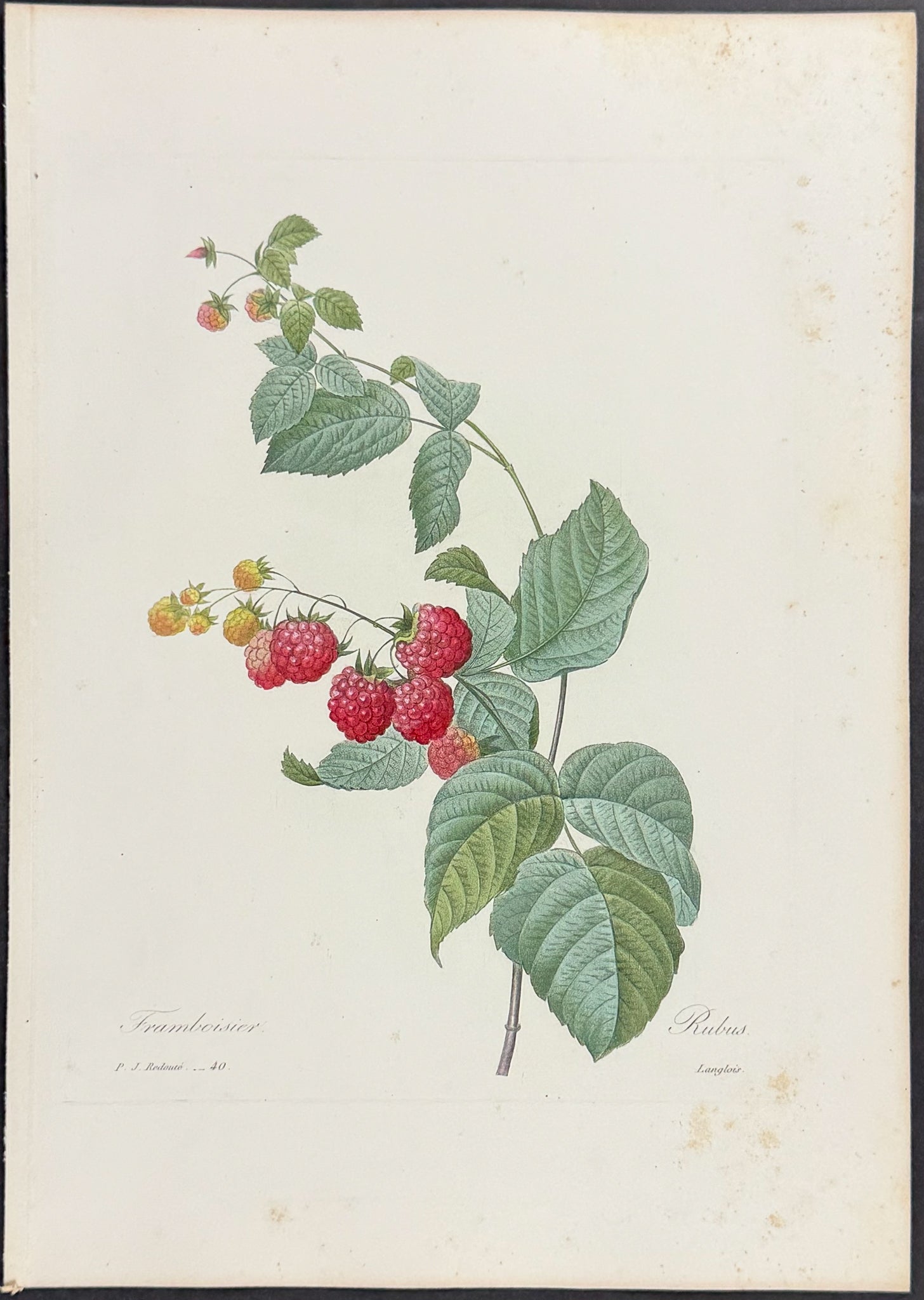 Raspberry Plant [Rubus]