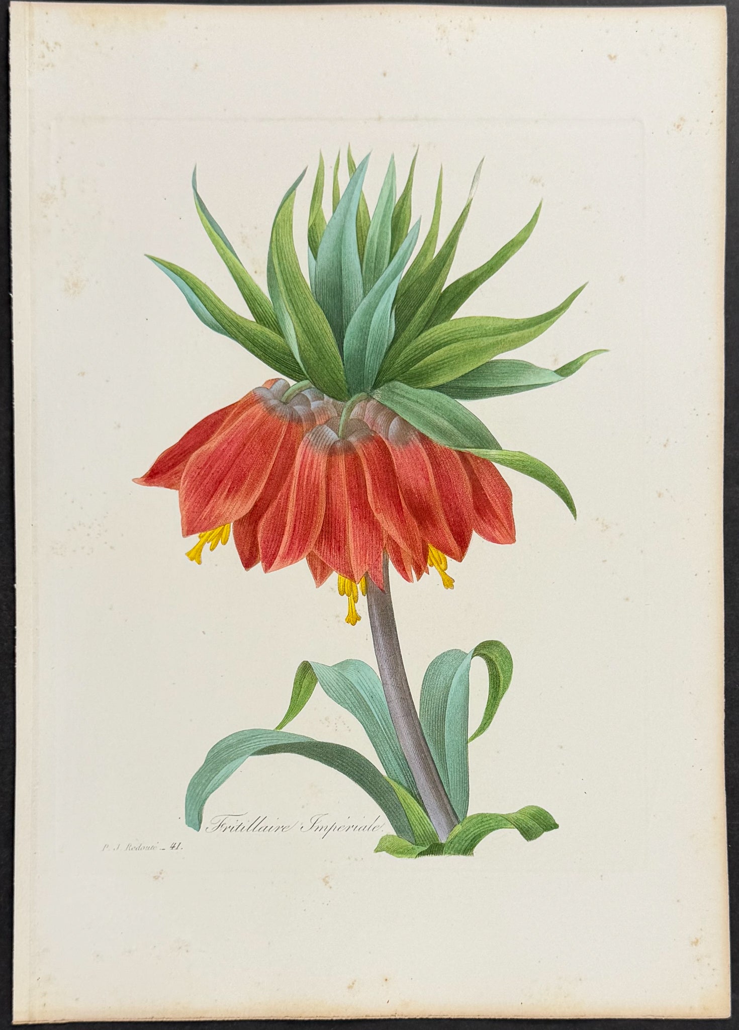 Crown Imperial [Fritillaire imperialis]