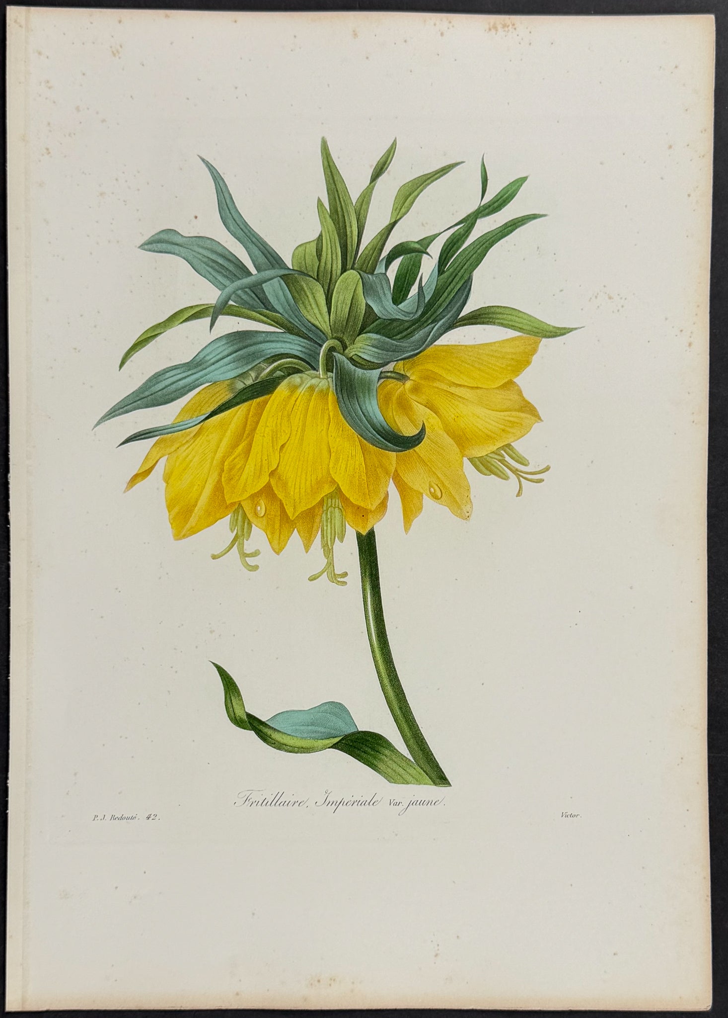 Yellow Crown Imperial [Fritillaire imperialis]