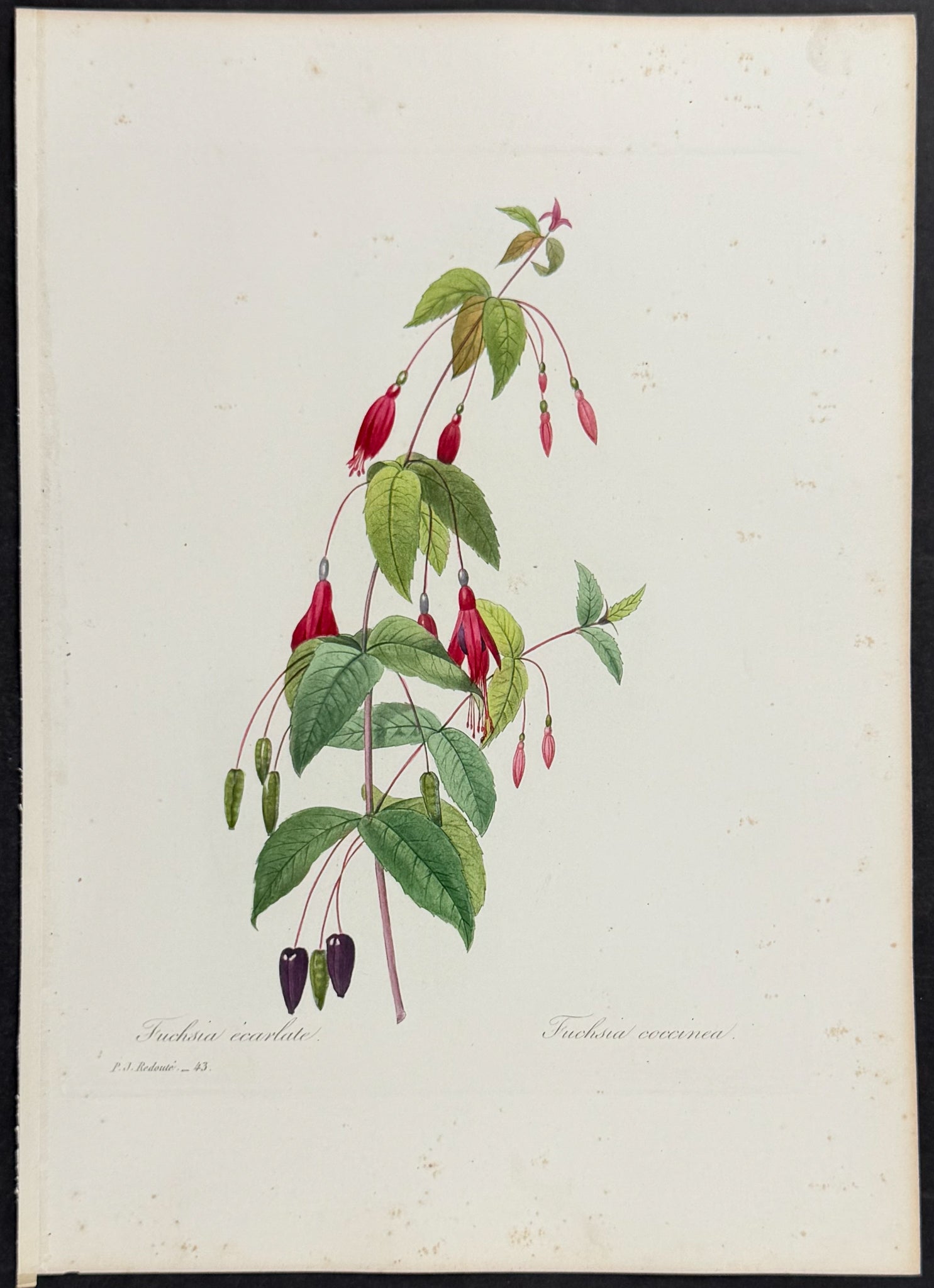 Scarlet Fuschia [Fushia coccinea]