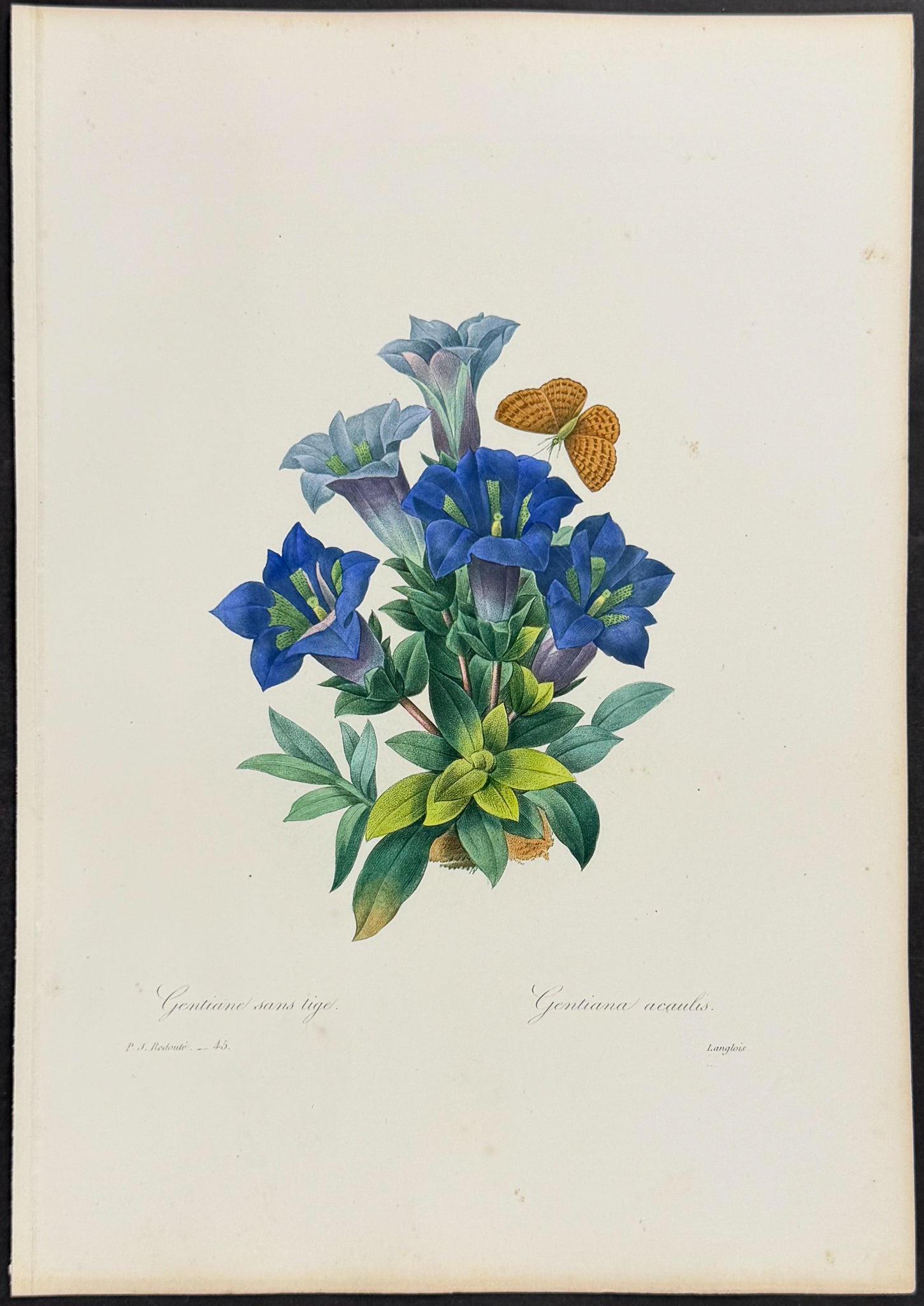Trumpet Gentian [Gentiana acaulis]