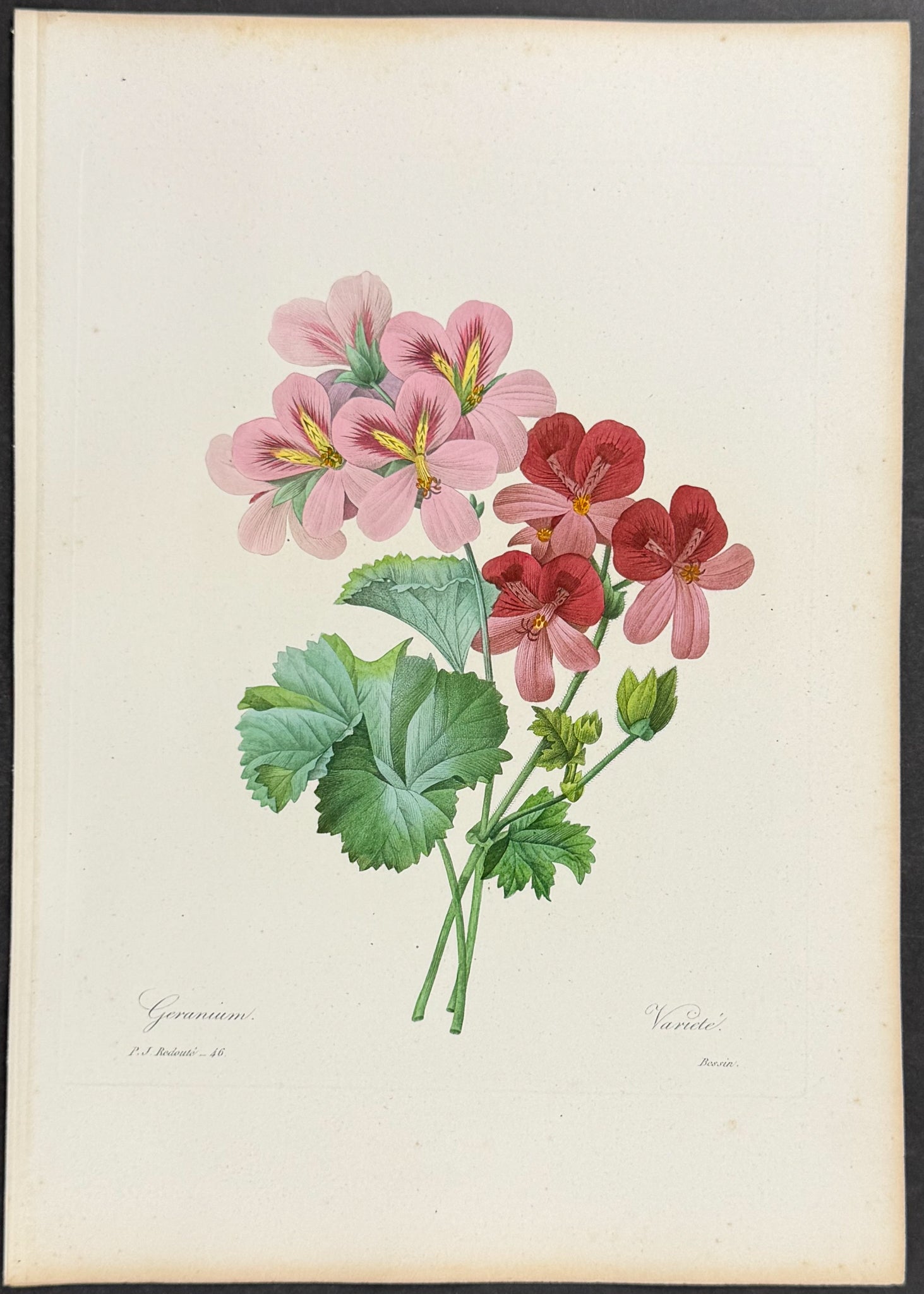Geranium