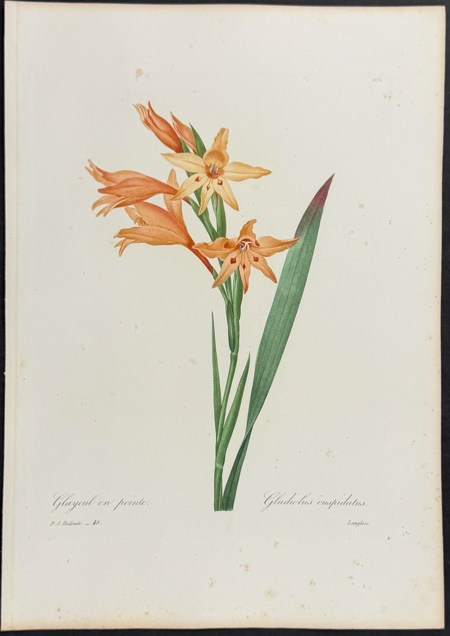Gladiolus [Gladiolus cuspidatus]