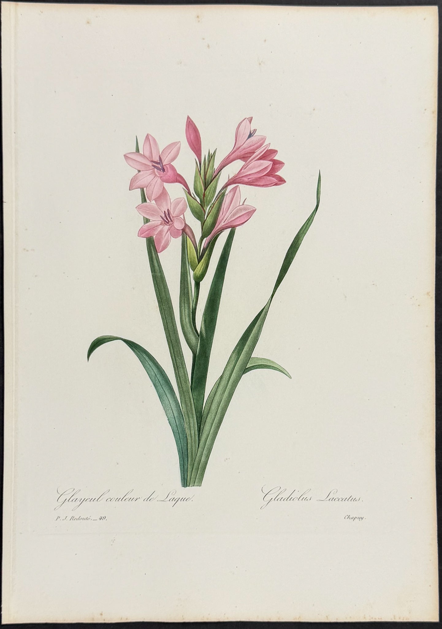 Gladiolus [Gladiolus laccatus]