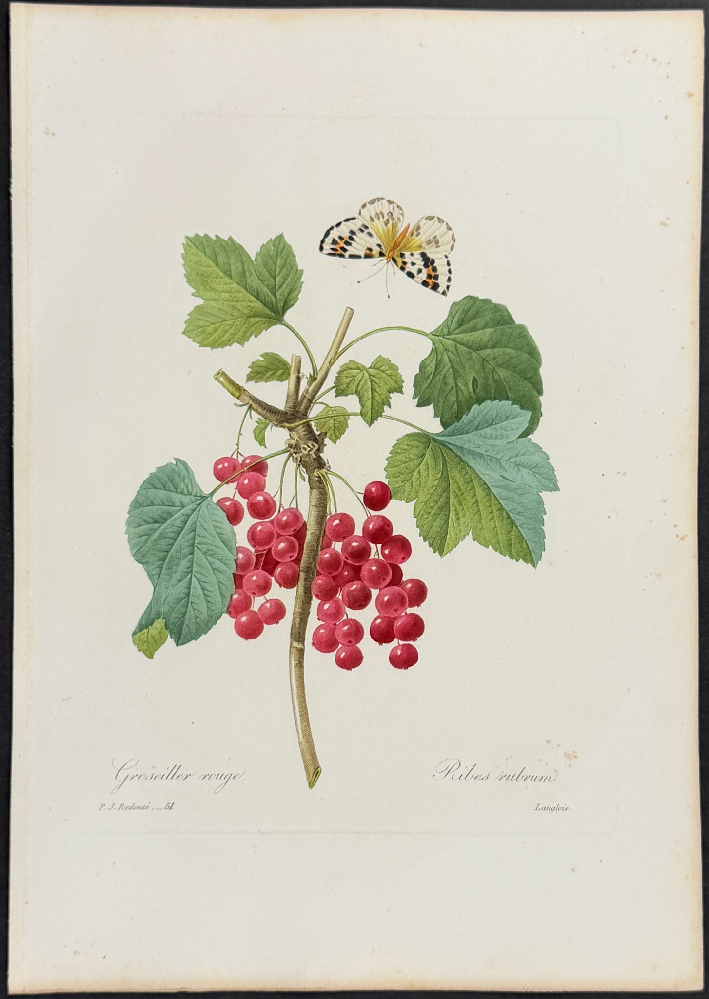 Redcurrant Plant [Ribes rubrum]