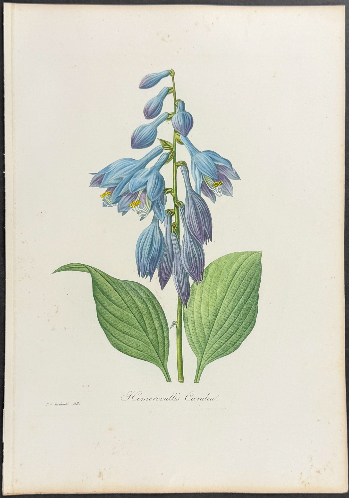 Blue Daylily [Hemerocallis caerulea]
