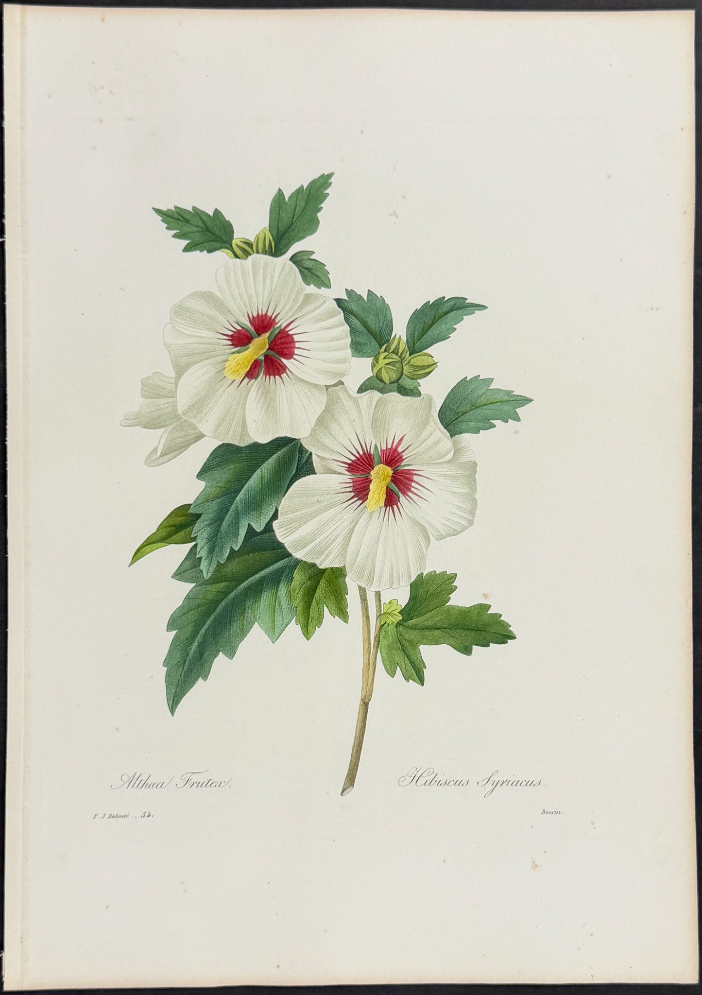 Common Hibiscus [Hibiscus syriacus]