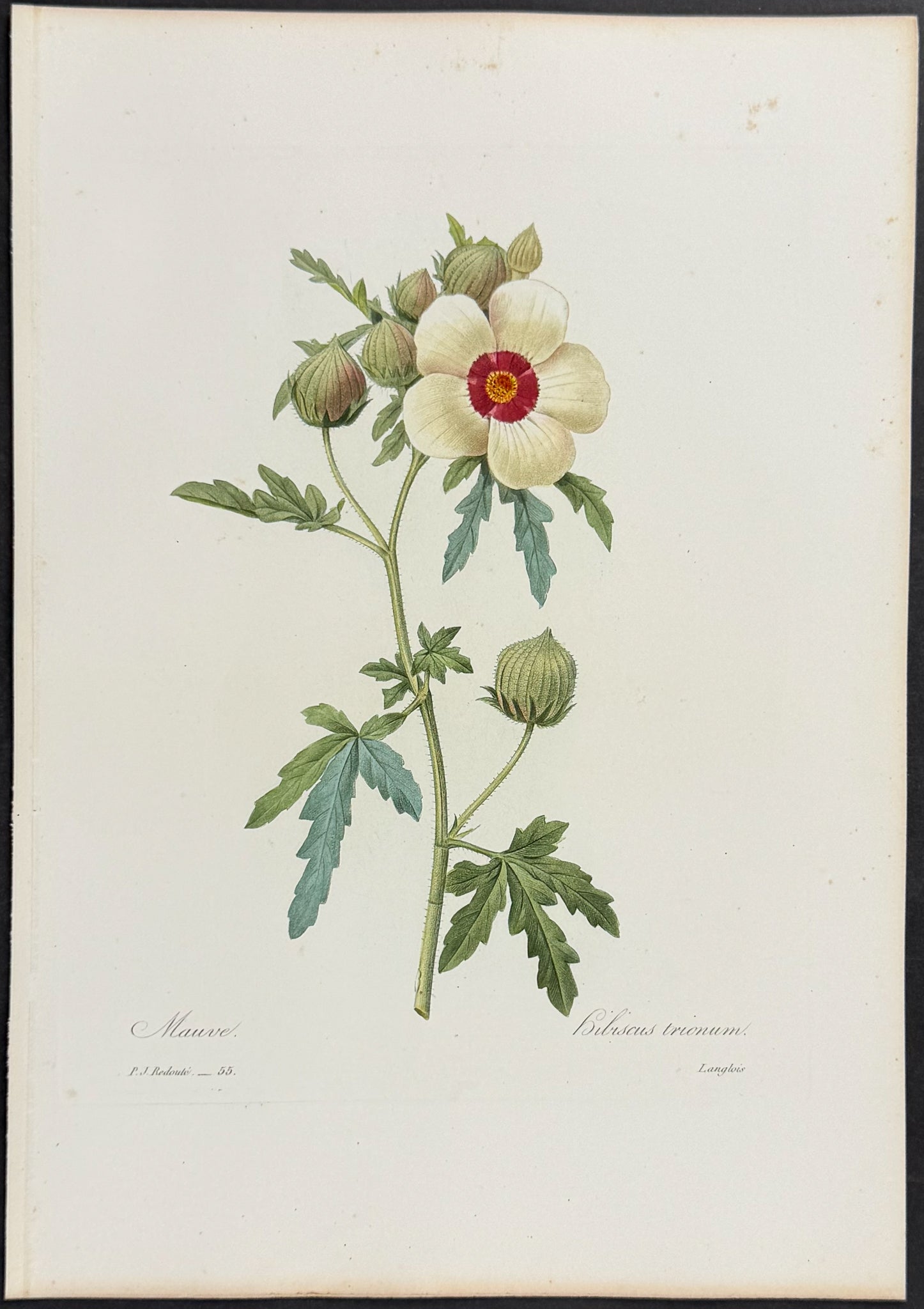 Flower-of-an-Hour [Hibiscus trionum]