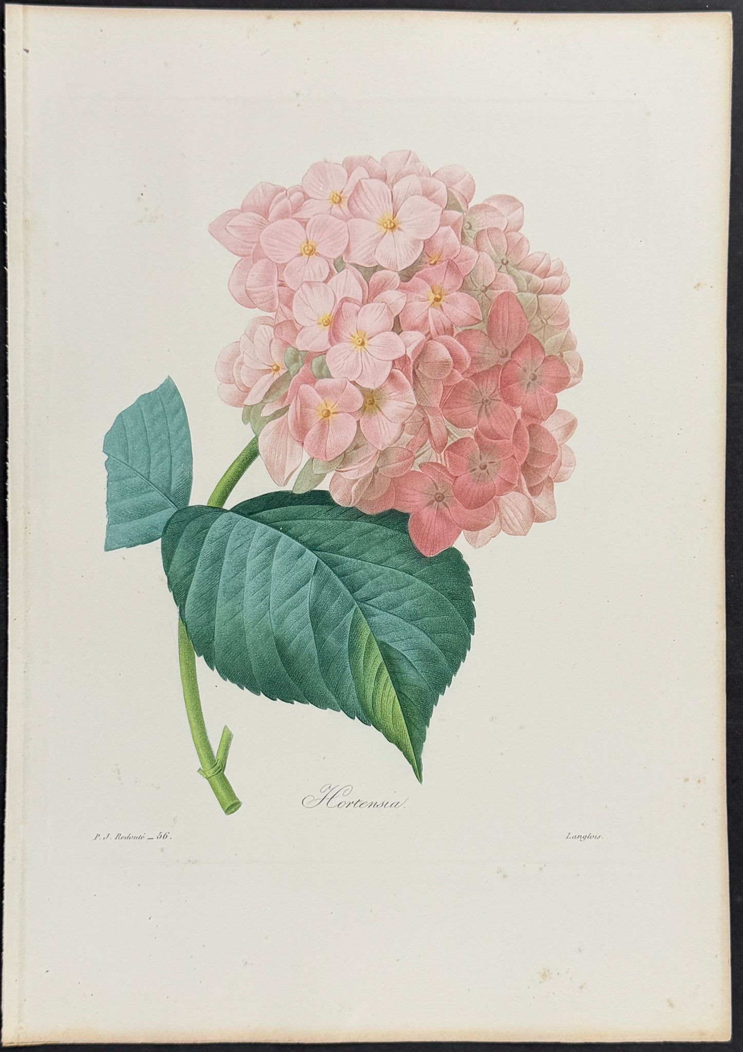 Hydrangea [Hortensia]