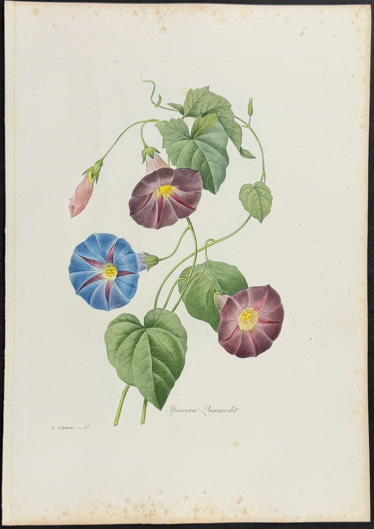 Cypress Vine [Ipomaea quamoclit]