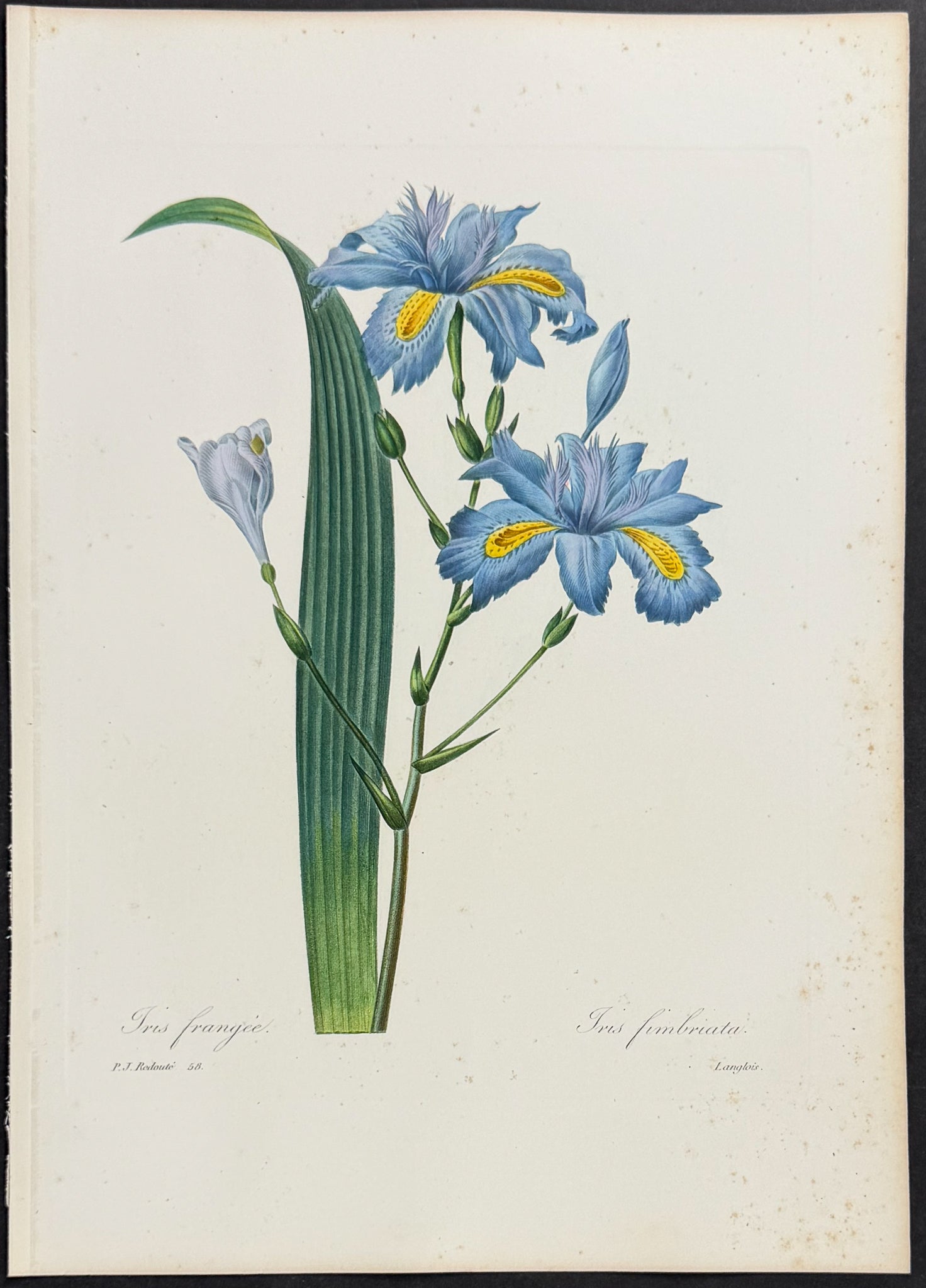Fringed Iris [Iris fimbriata]