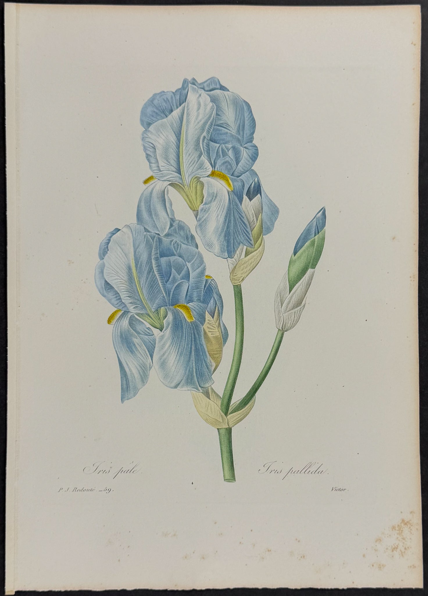 Sweet Iris [Iris pallida]