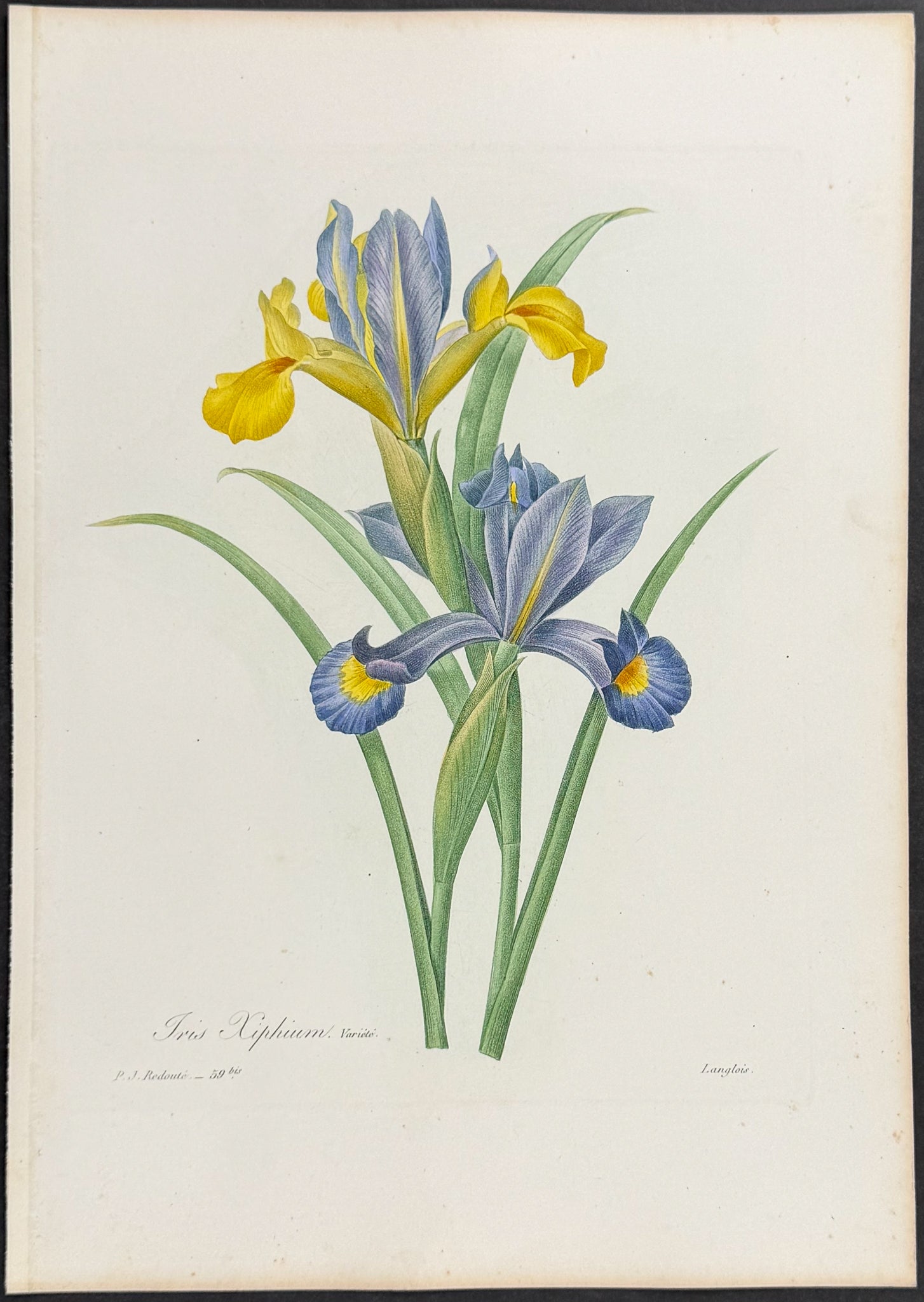 Spanish Iris (var.) [Iris xiphium]