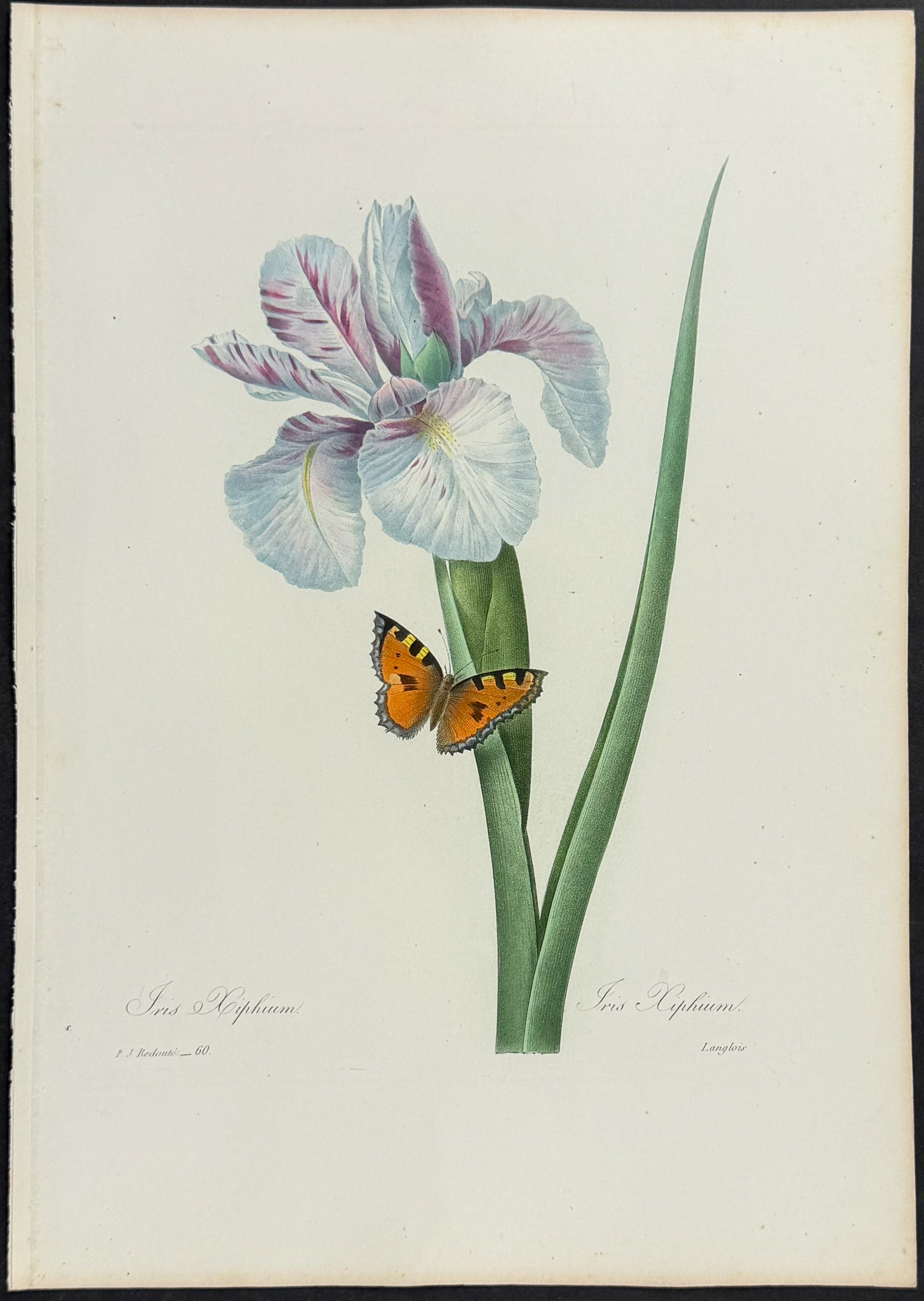 Spanish Iris [Iris xiphium]