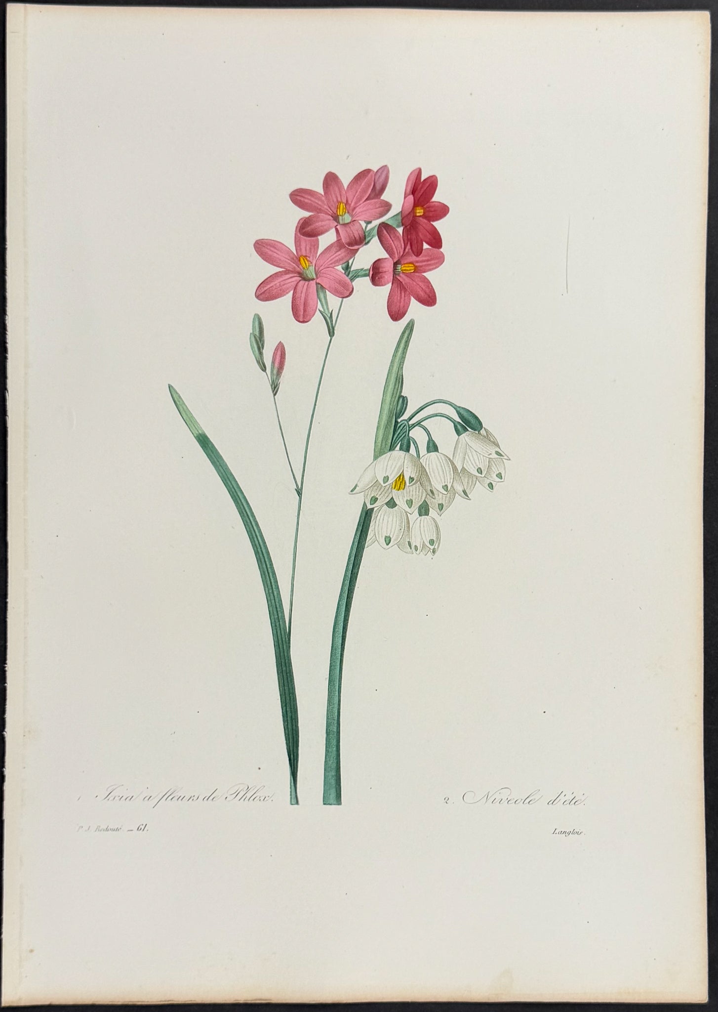 Phlox-Flowered Ixia & Summer Snowflake Lily 