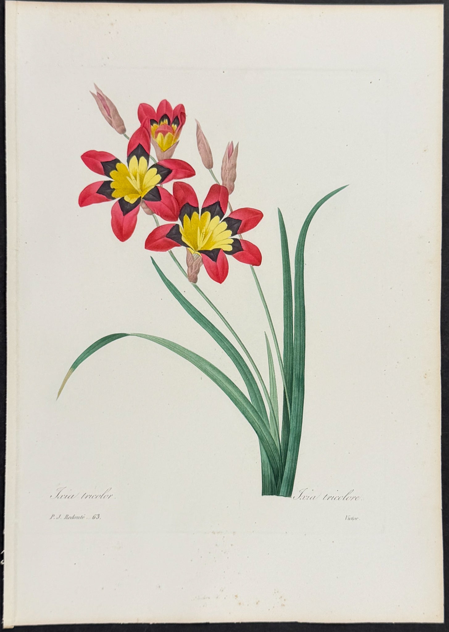 Three-Colored Ixia [Ixia tricolor]