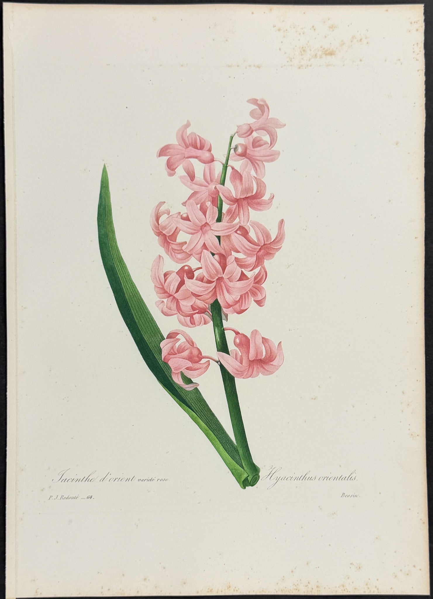 Common Hyacinth (var. Pink)  [Hyacinthus orientalis]