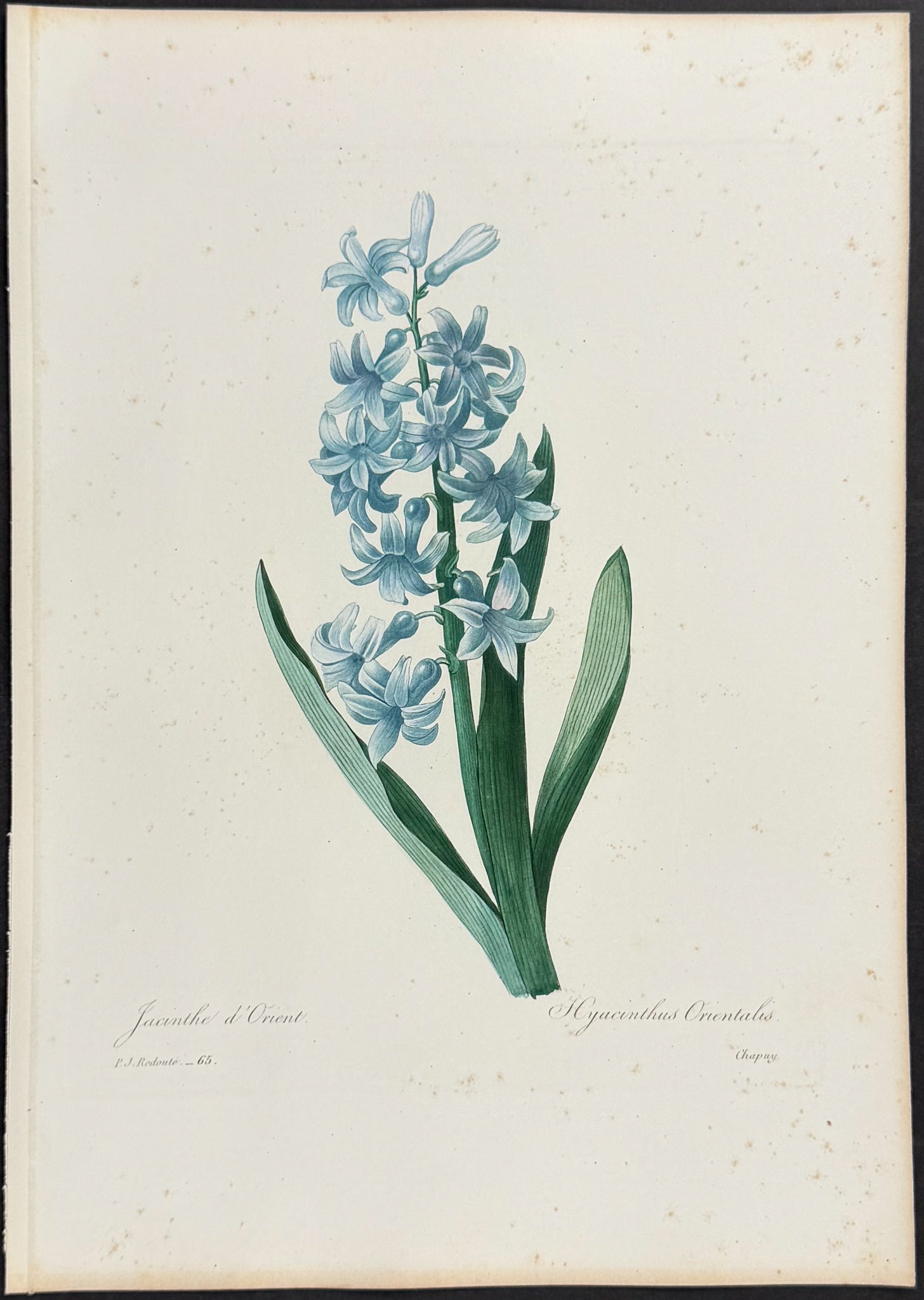 Common Hyacinth [Hyacinthus orientalis]