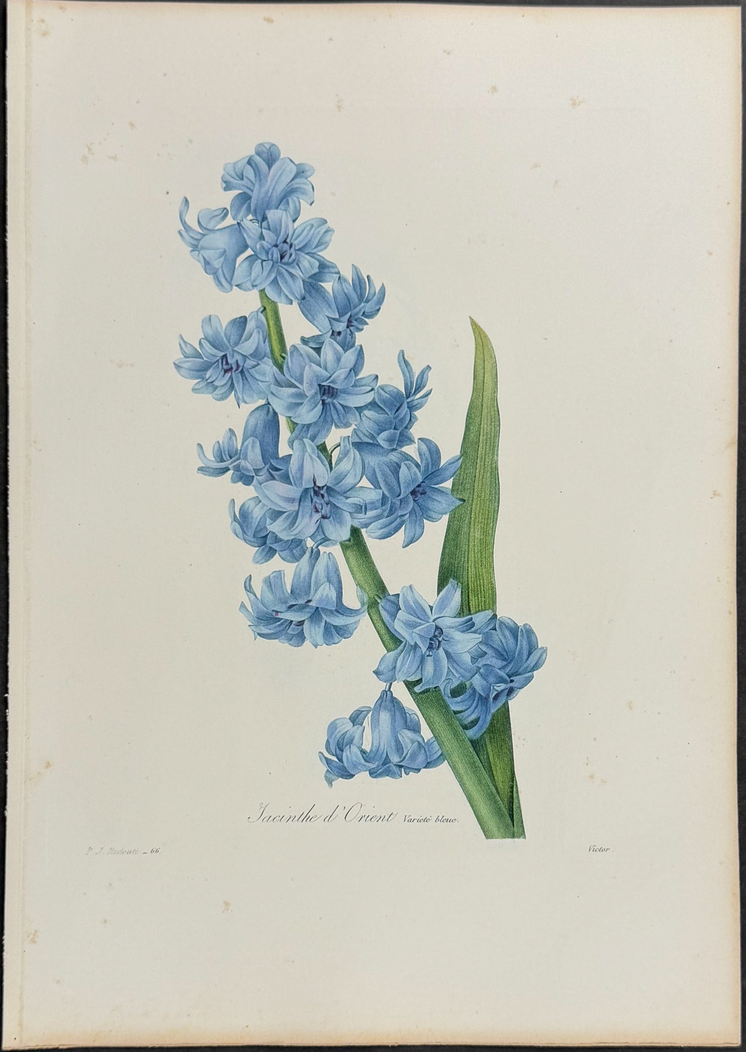 Common Hyacinth (var. Blue) [Hyacinthus orientalis]