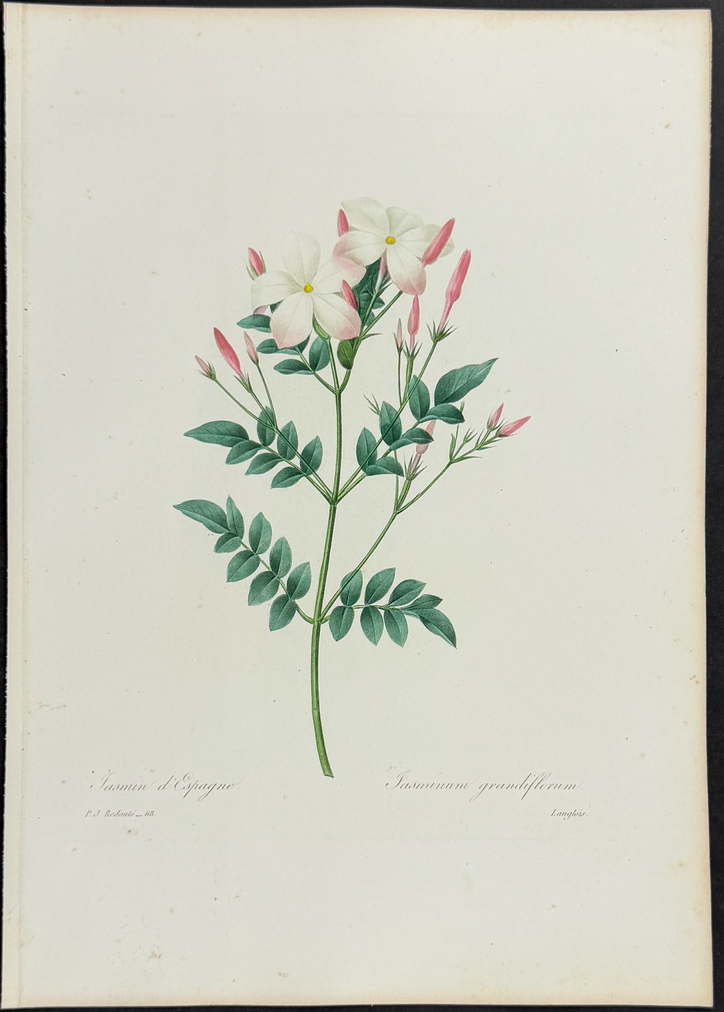Spanish Jasmine [Jasminum grandiflorum]