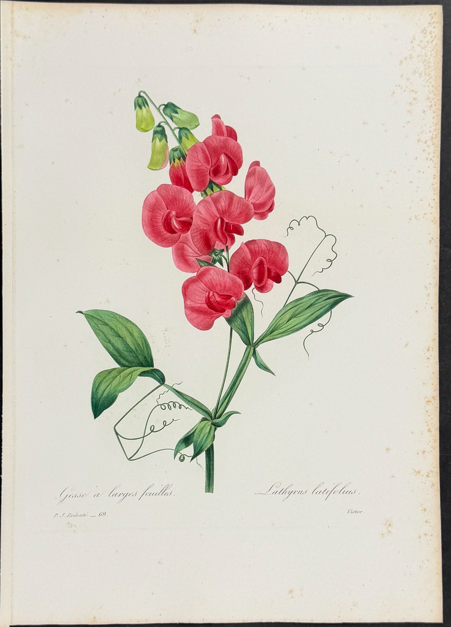 Broad-Leaved Sweet Pea [Lathyrus latifolius]