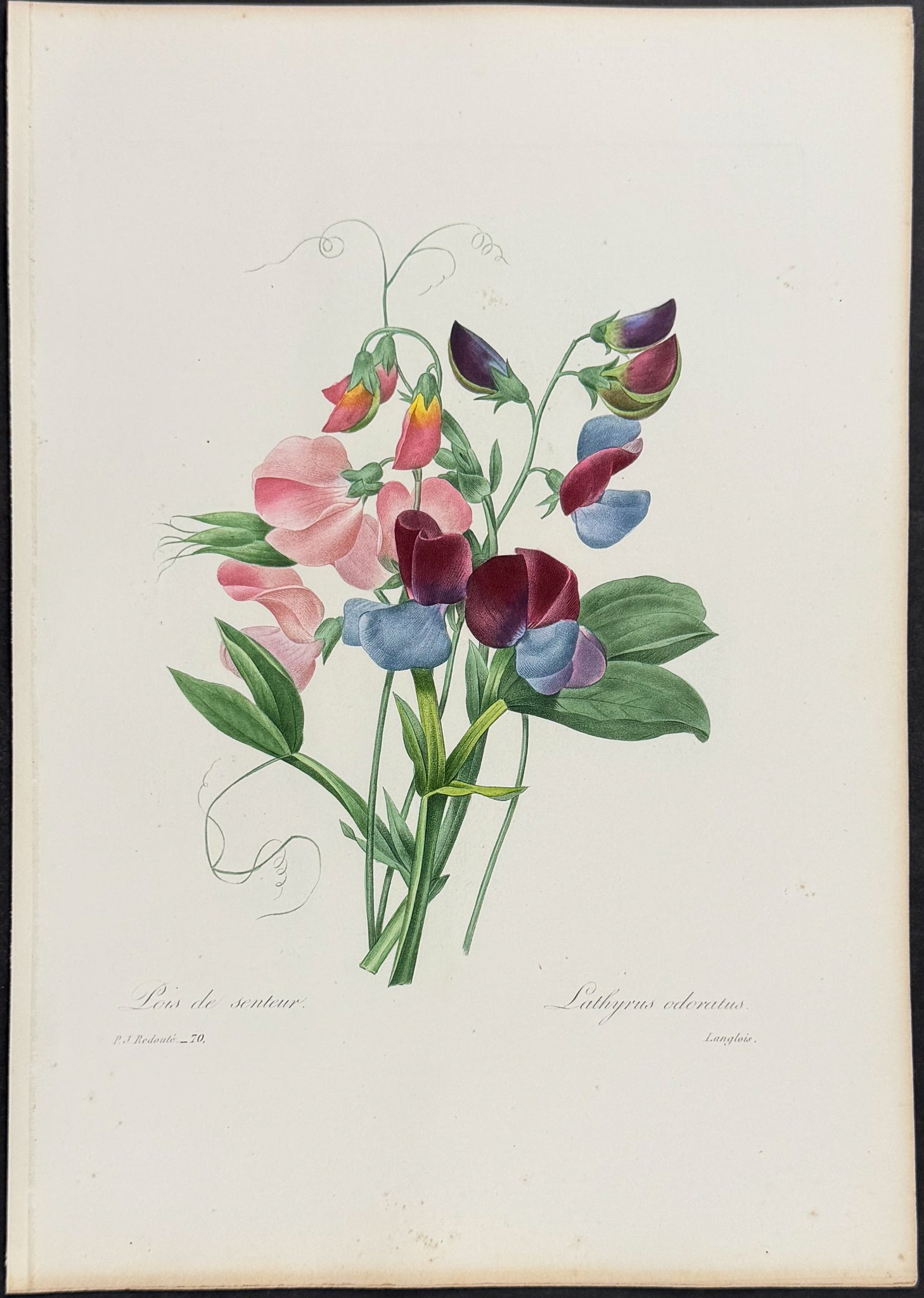 Sweet Pea [Lathyrus odoratus]