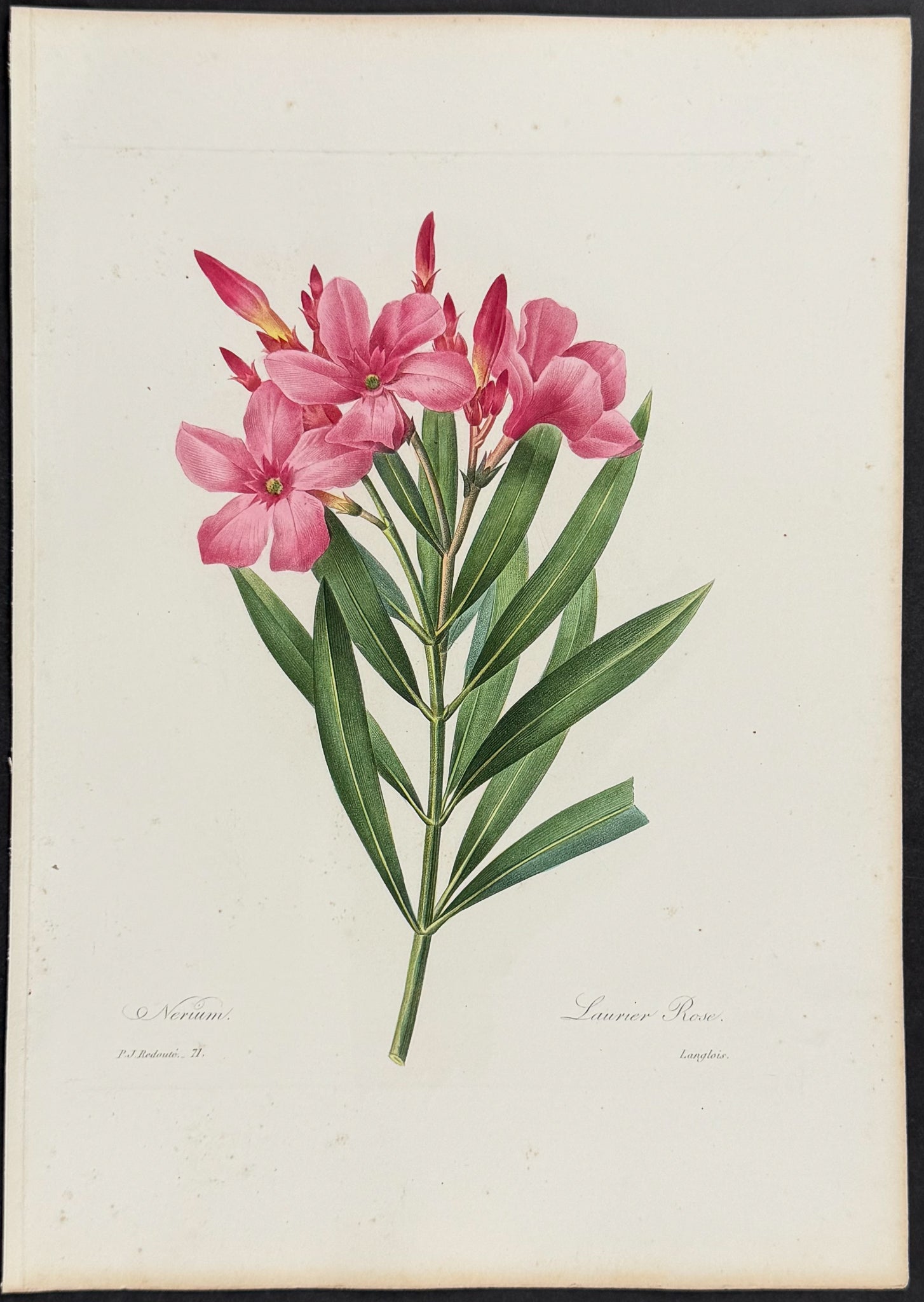 Oleander [Nerium]