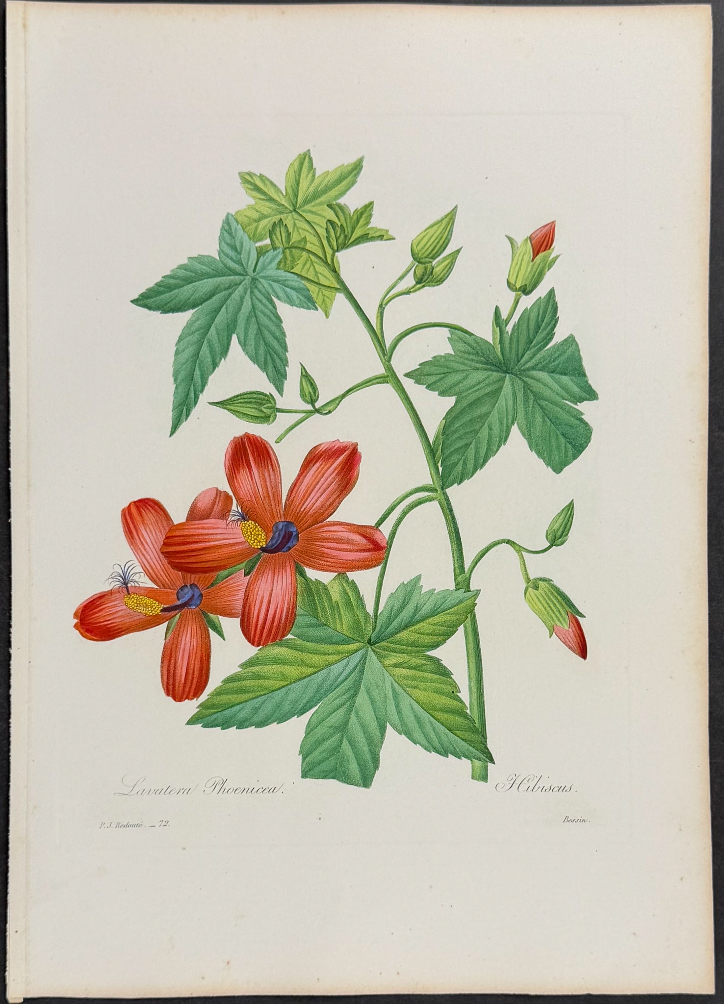 Phoenecian Tree Mallow [Lavatera phoenicea]