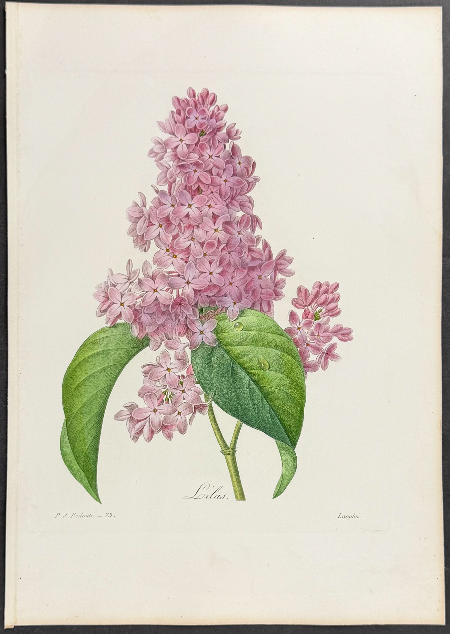Lilac