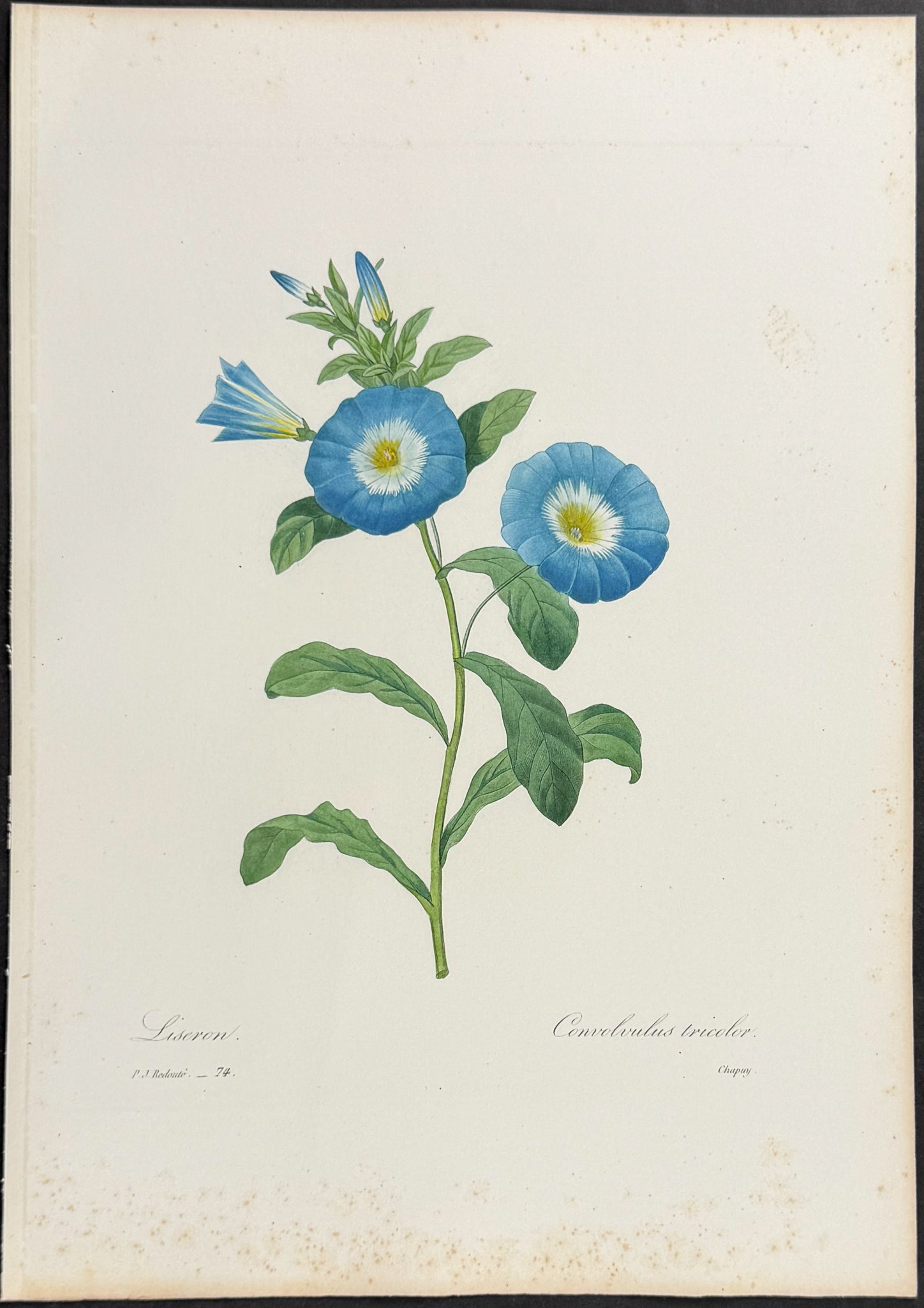 Dwarf Morning-Glory [Convolvulus tricolor]