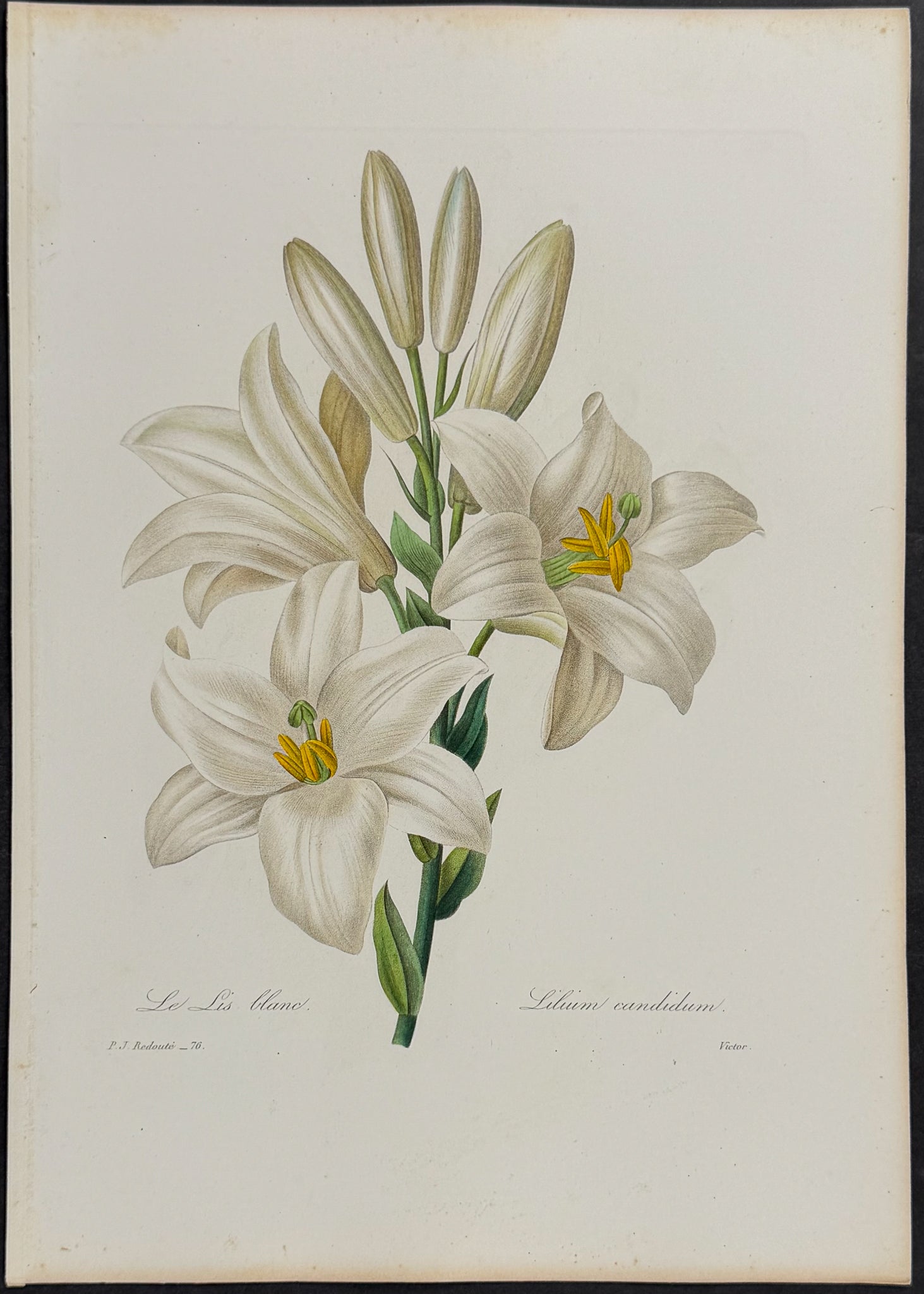 Madonna Lily [Lilium candidum]
