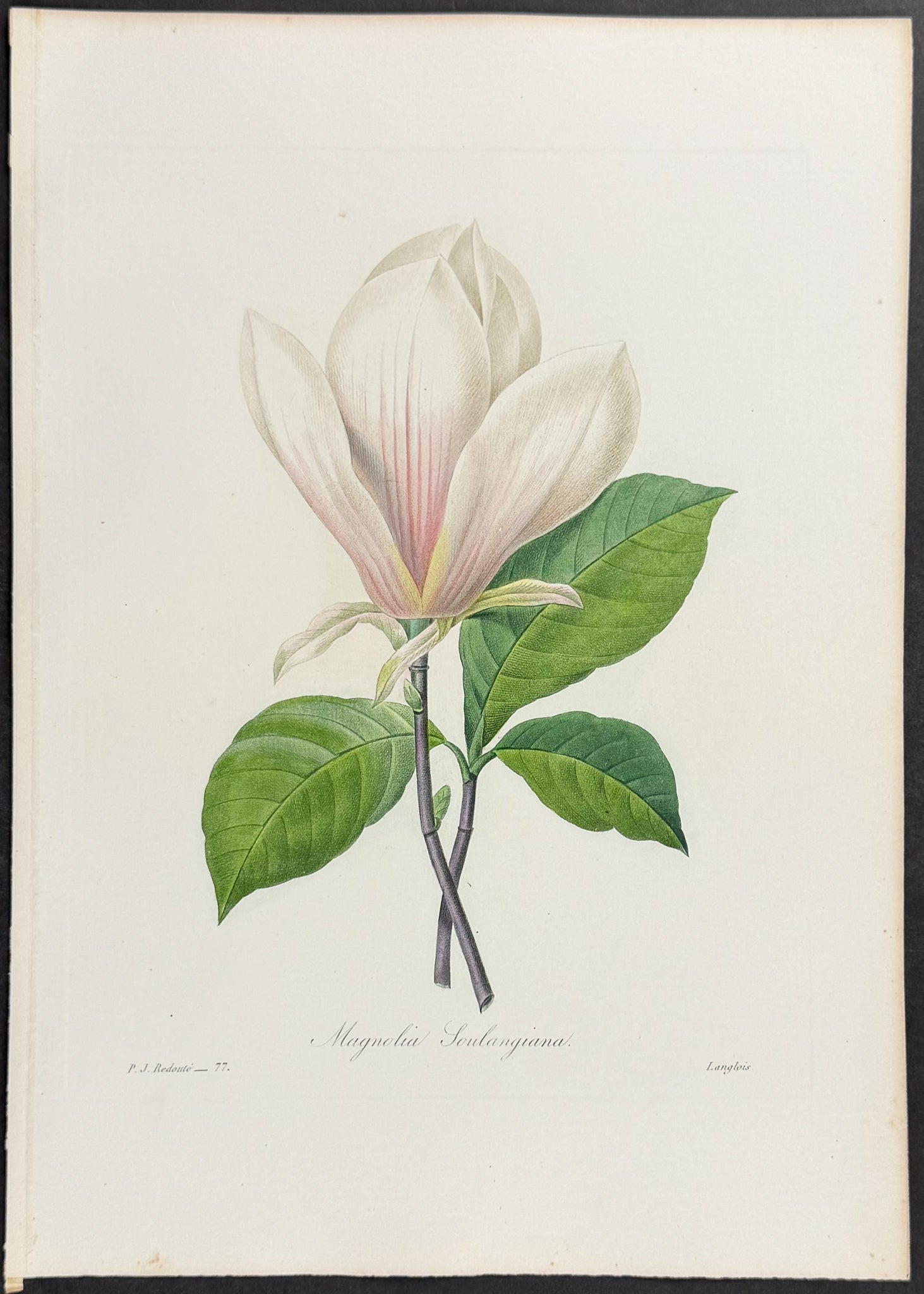Saucer Magnolia [Magnolia sculangiana]