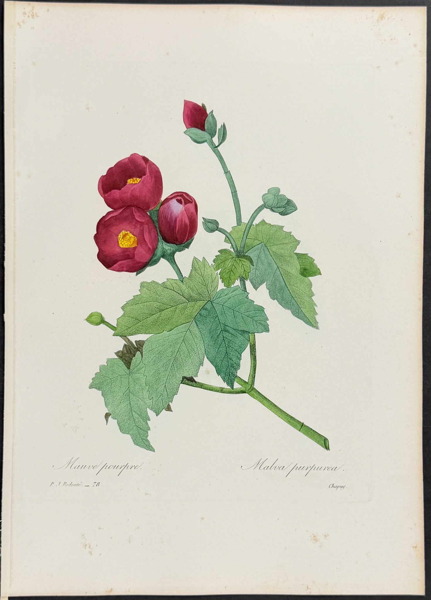 Purple Malva [Malva purpurea]