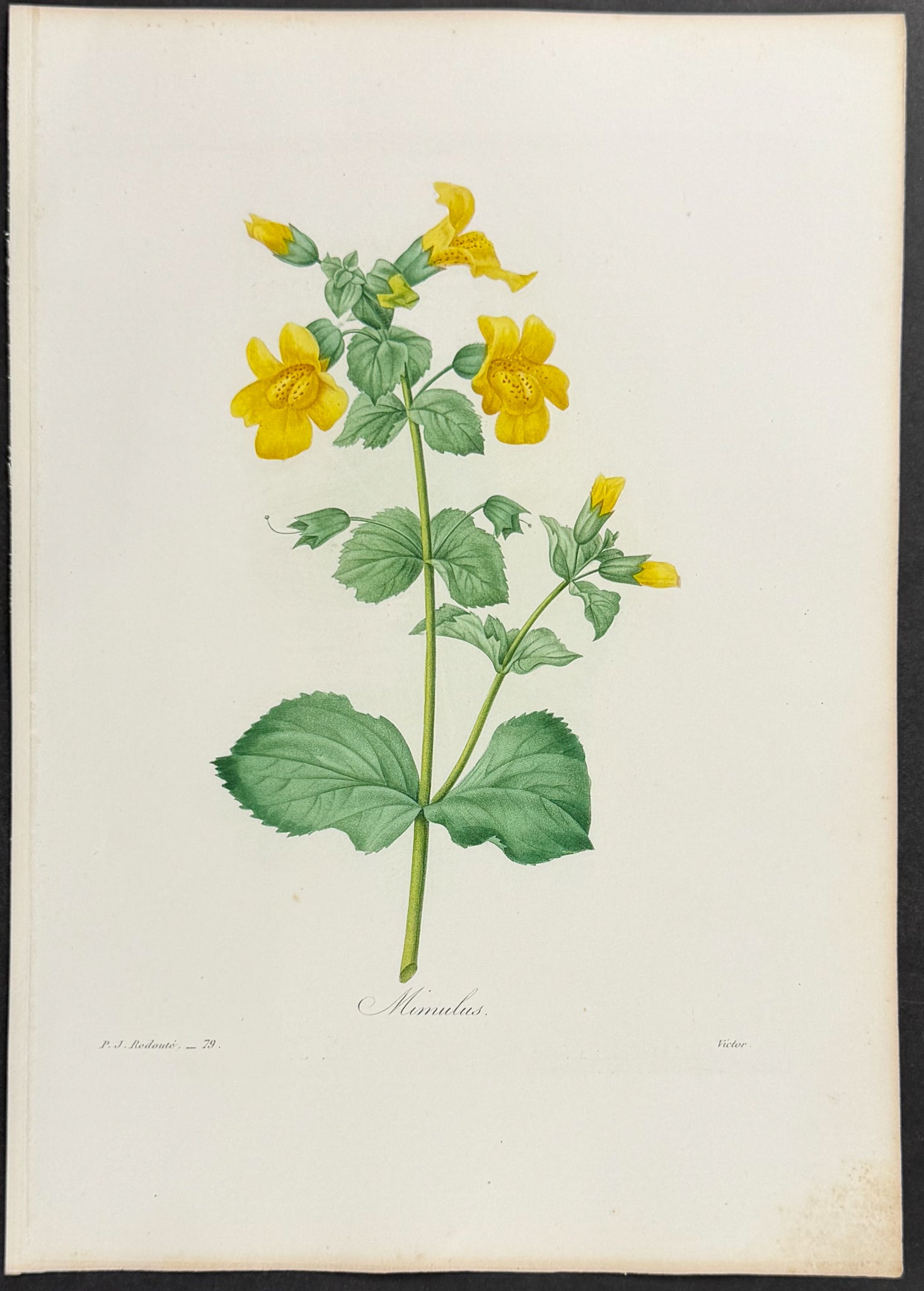 Monkeyflower [Mimulus]