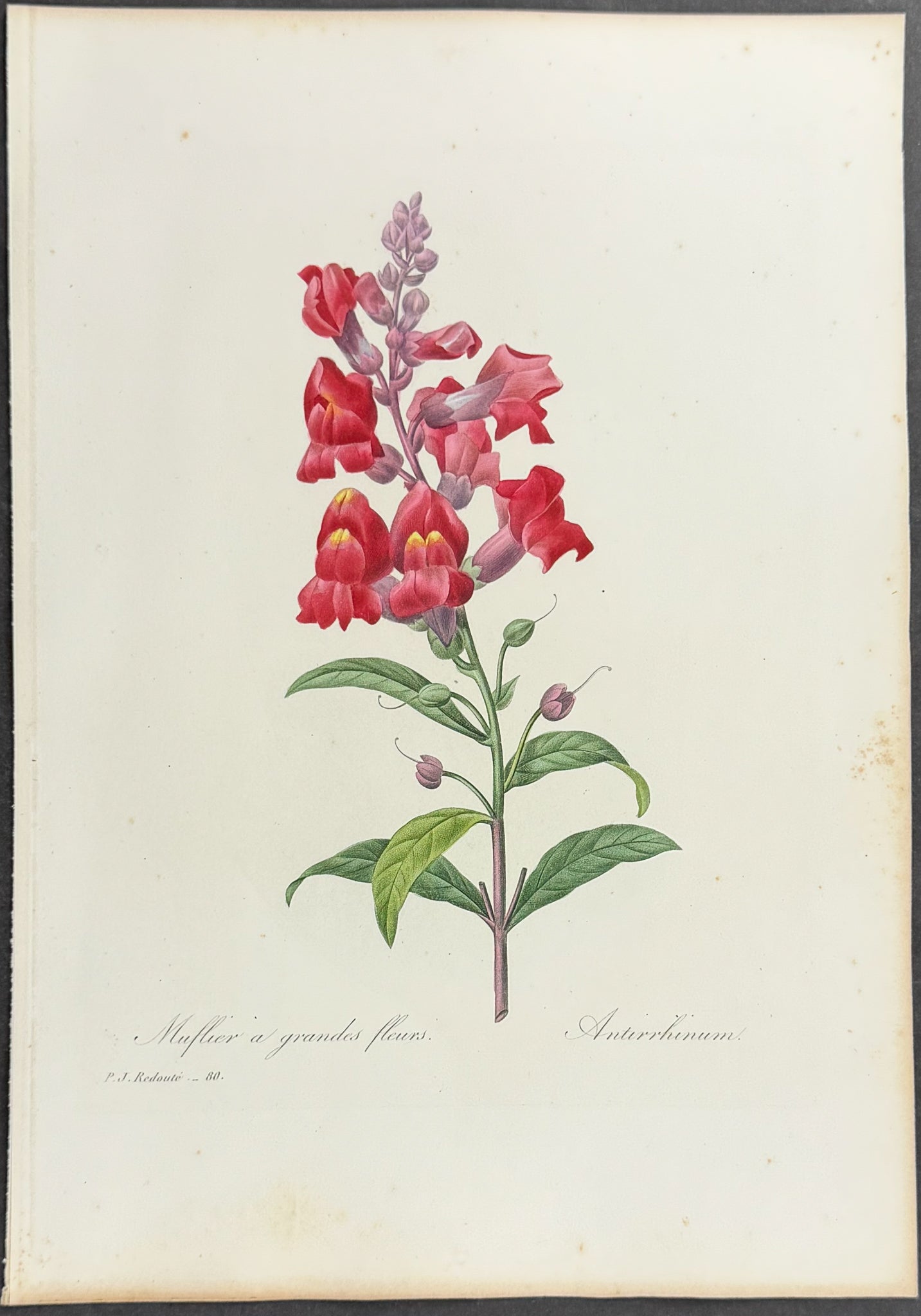 Snapdragon [Antirrhinum]