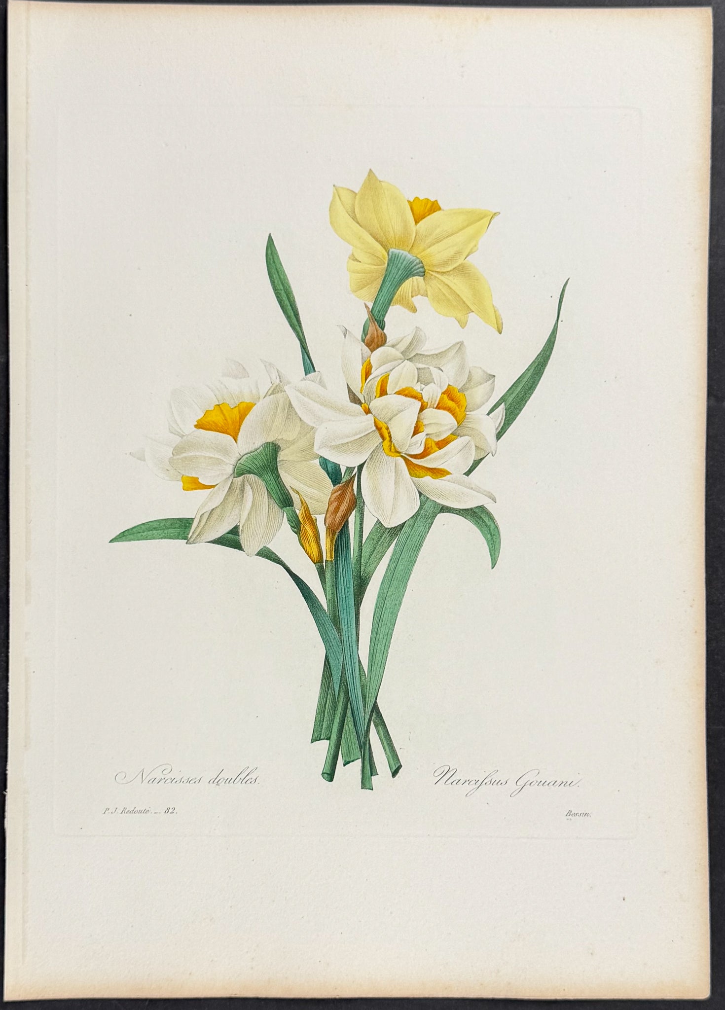Narcissus [Narcissus gouani]
