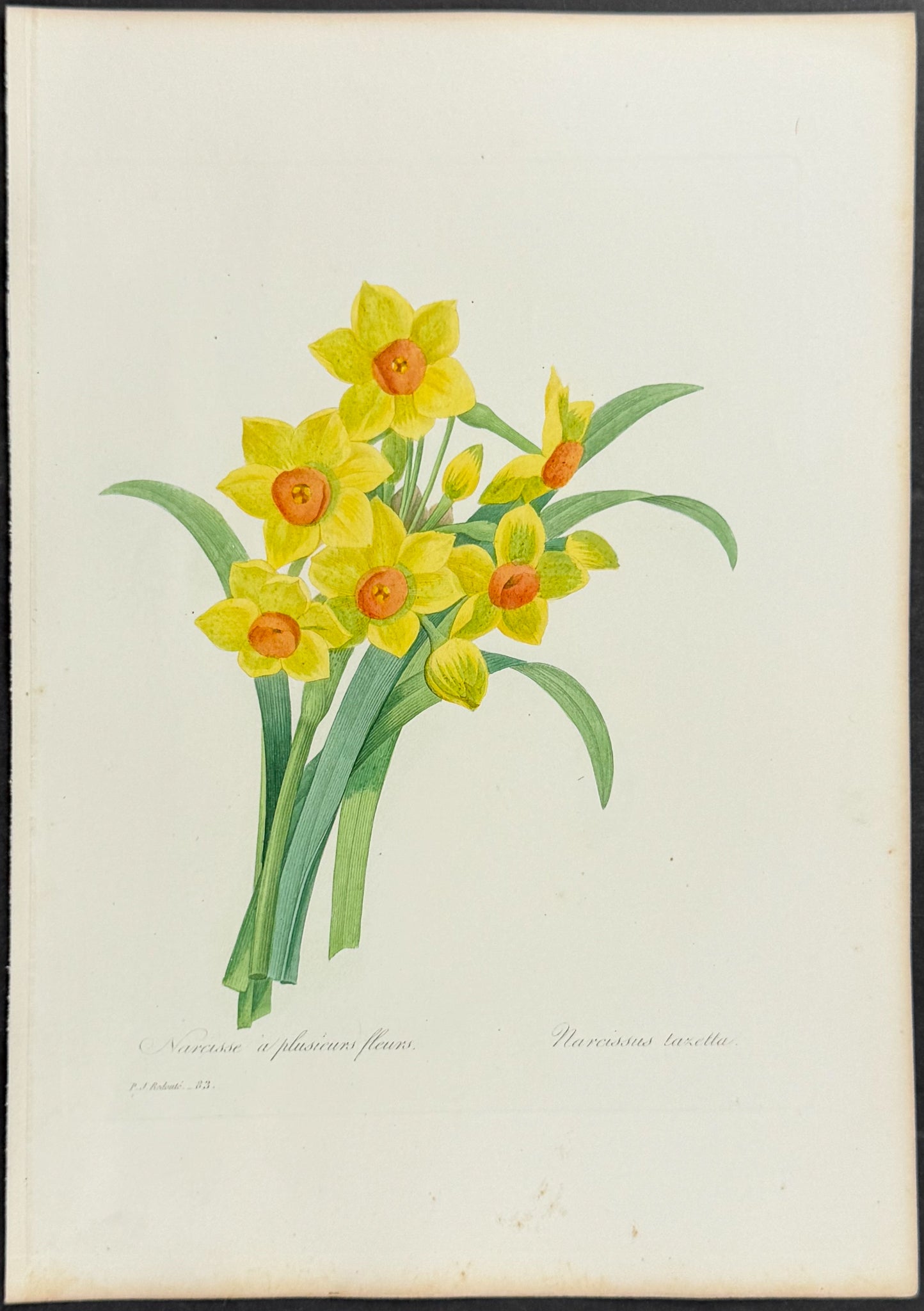 Bunch-Flowered Daffodil [Narcissus tazetta]